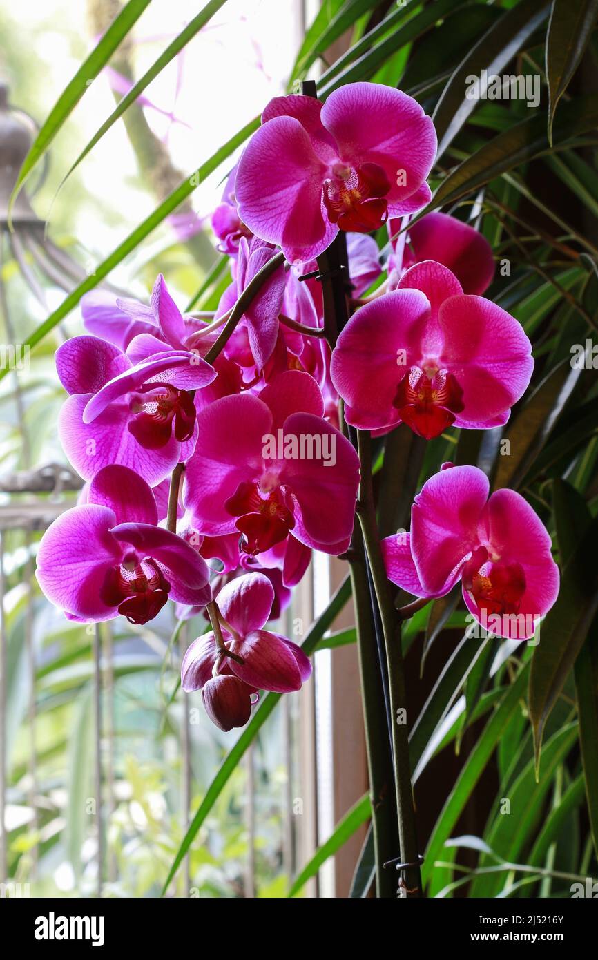 Fleurs d'orchidées dans l'orangerie. Passe-temps dans le jardin Banque D'Images