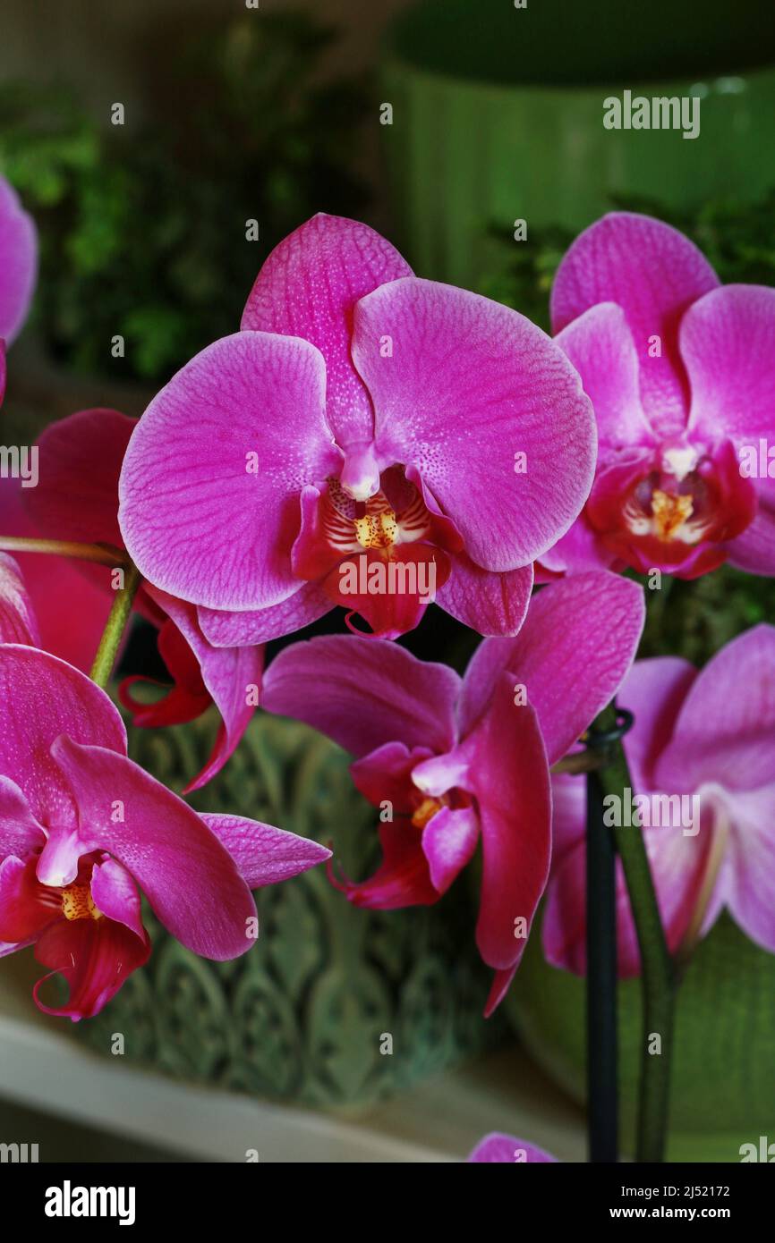 Fleurs d'orchidées dans l'orangerie. Passe-temps dans le jardin Banque D'Images