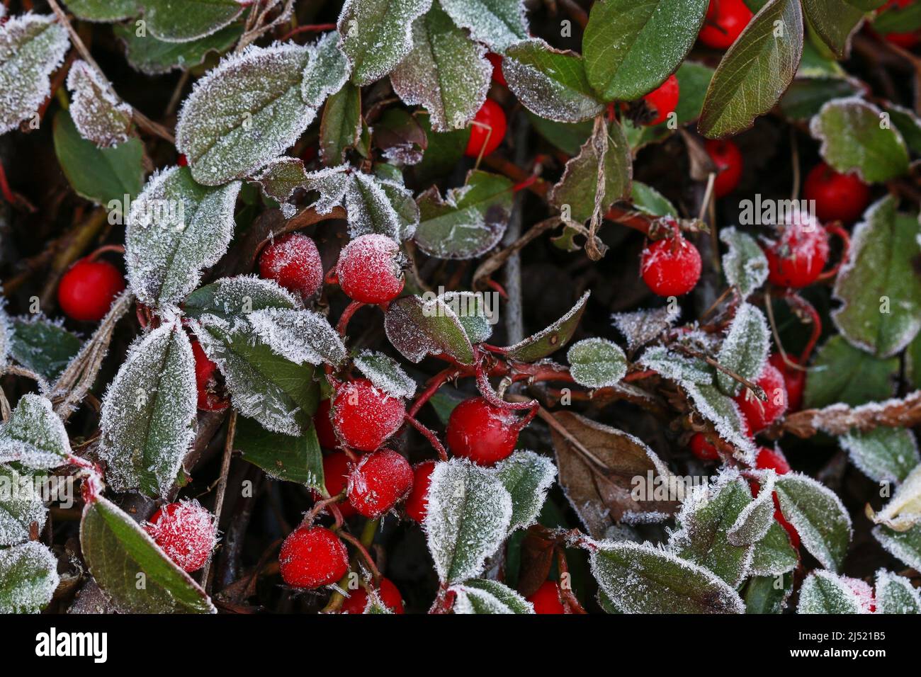 Baies rouges (cotoneaster horizontalis) sous le gel. Jardin en hiver Banque D'Images