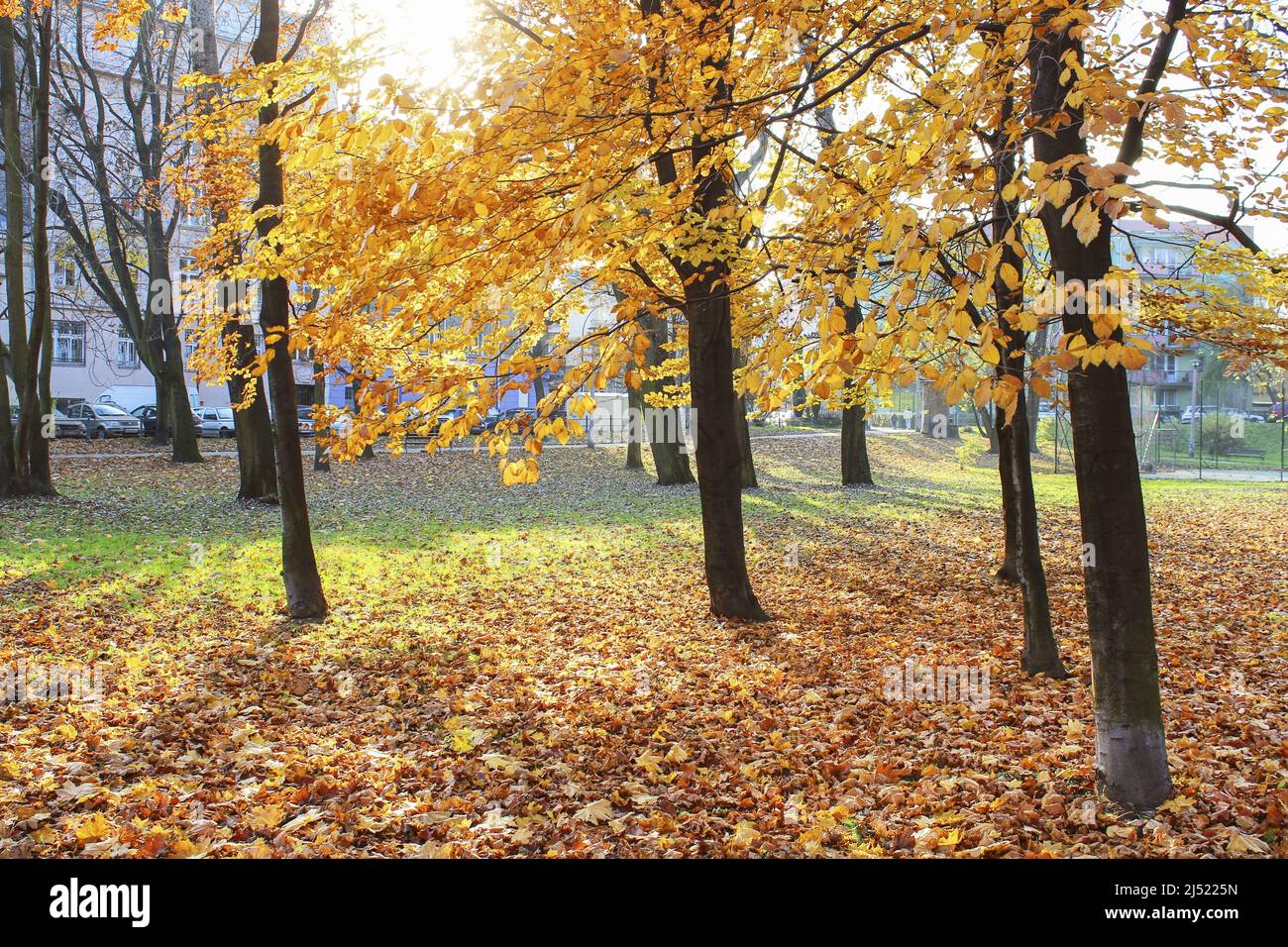 Magnifique parc d'automne dans le quartier de Podgorze, Cracovie, Pologne. Banque D'Images