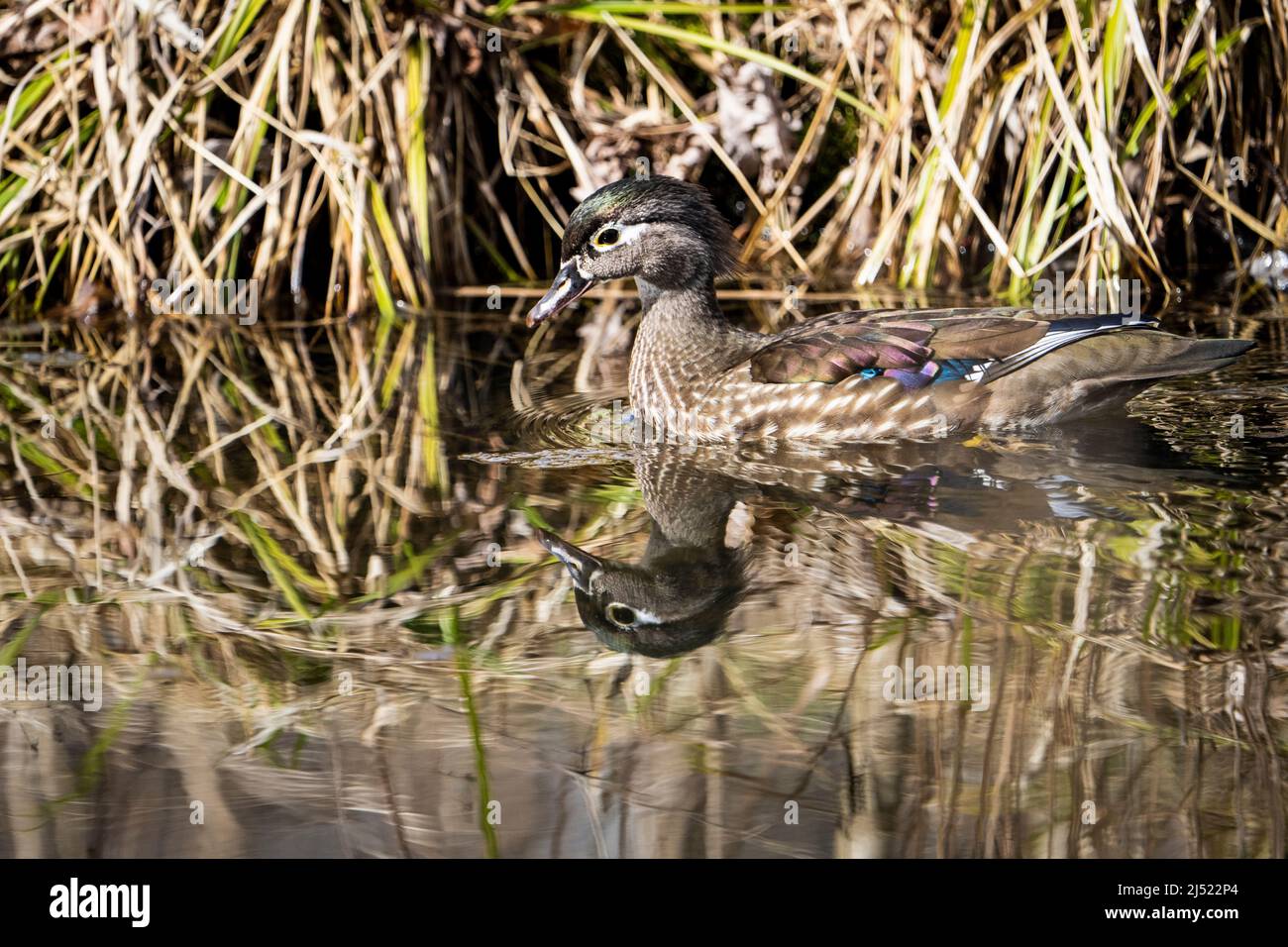 Canard en bois femelle coloré reposant sur un étang Banque D'Images