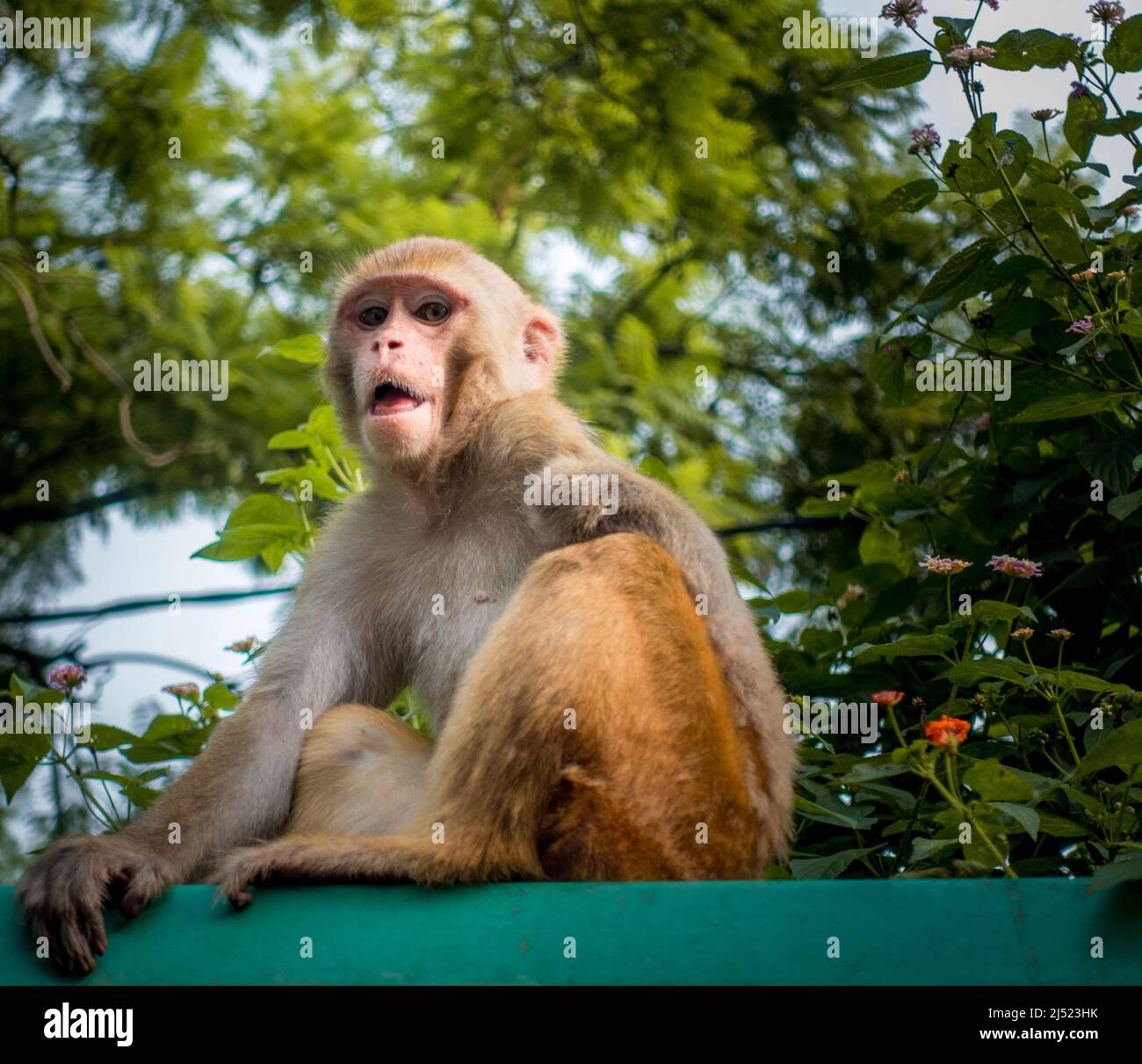 Un singe indien blessé regardant dans la caméra. Thins Monkey attrapé dans un fil électrique sous tension et perdu son membre droit ou sa main. Banque D'Images