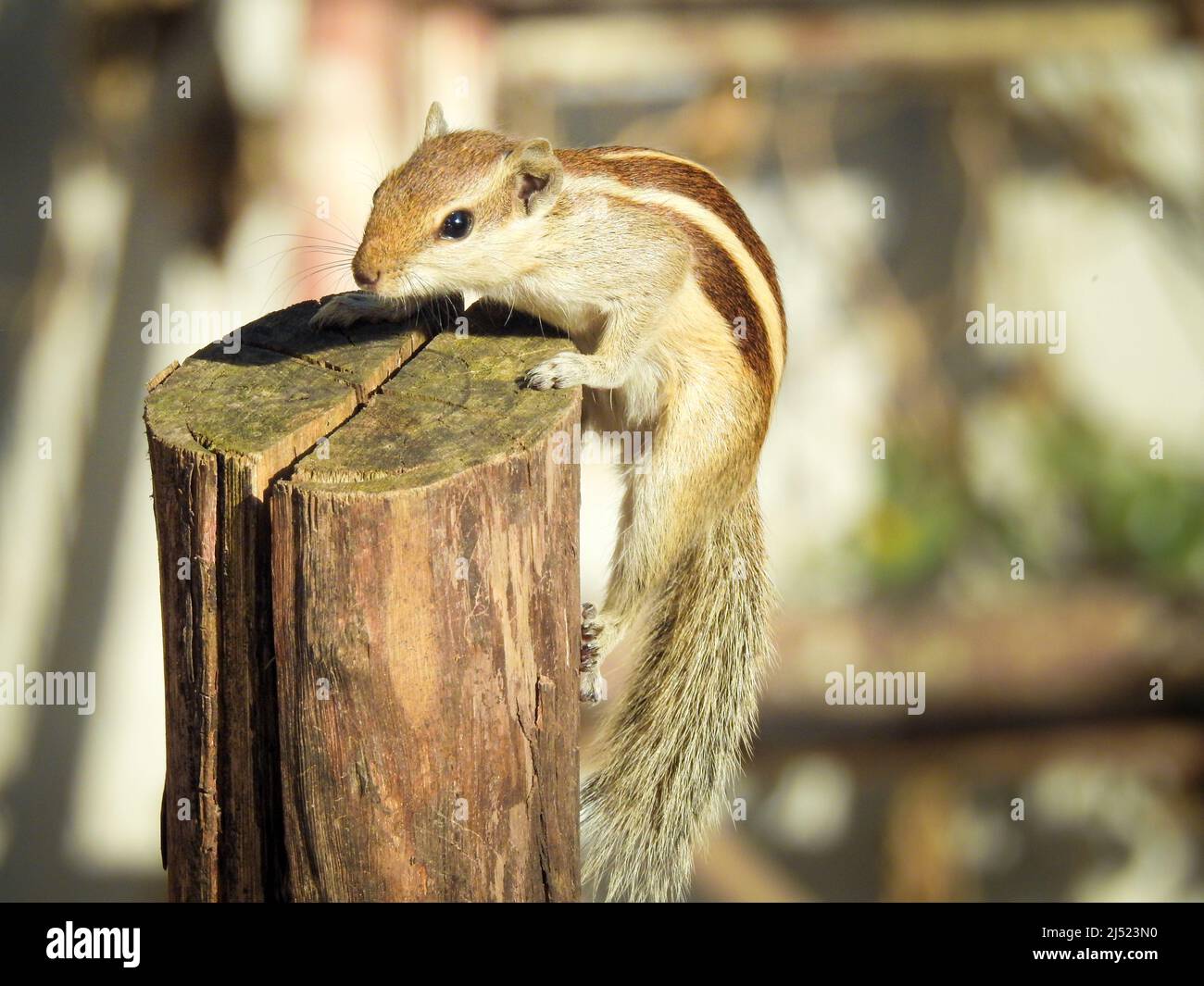 Un écureuil indien de palmier (Funambulus palmarum) prenant un saut sur un bloc de bois. Banque D'Images