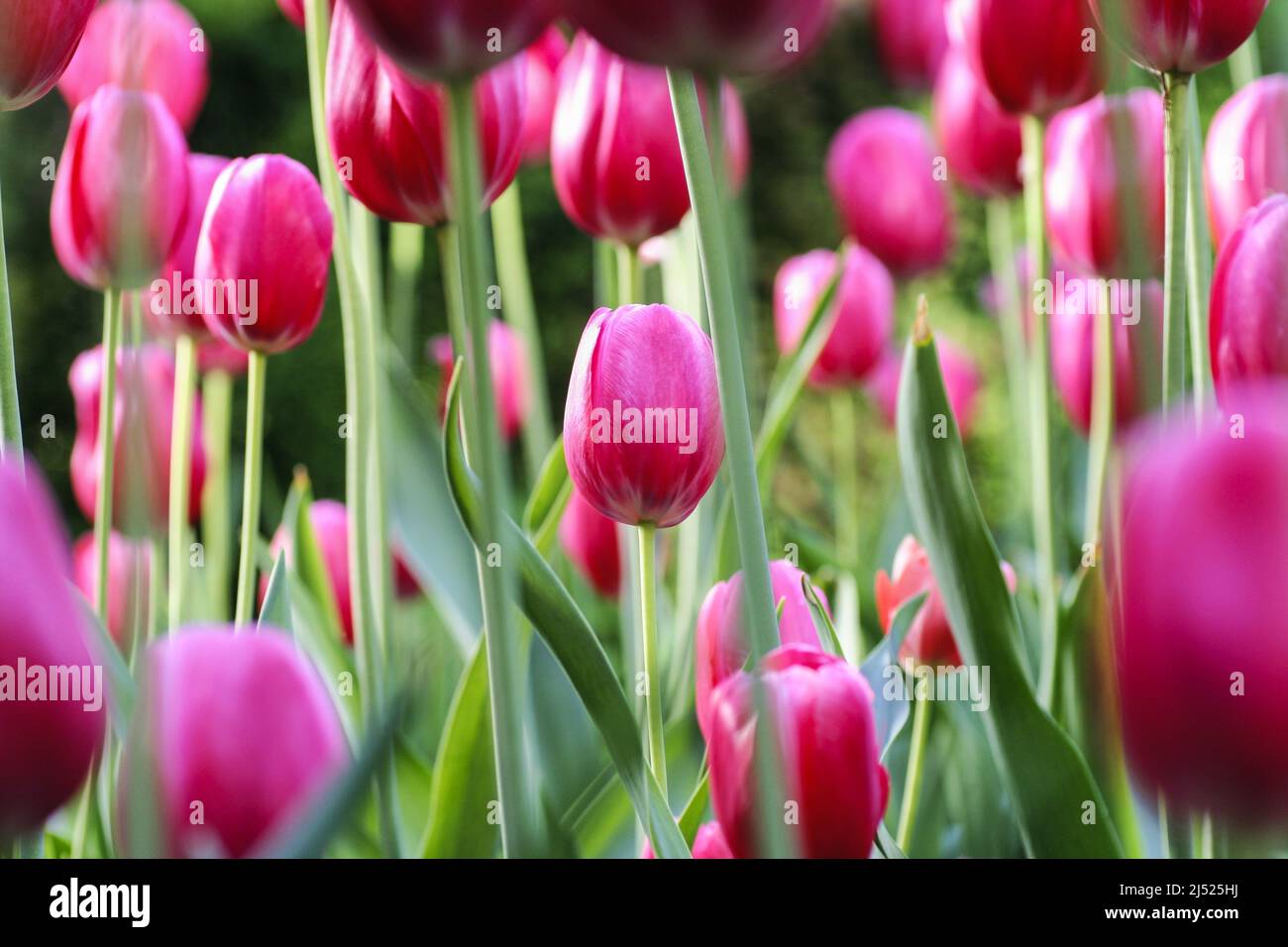 Champ de tulipes roses. Jardin de printemps Banque D'Images