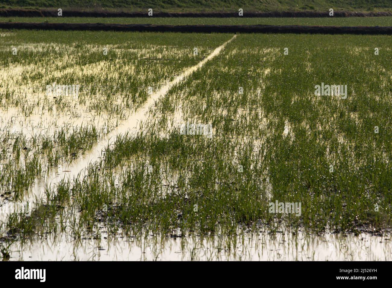 Champs de riz dans la région verceloise Banque D'Images