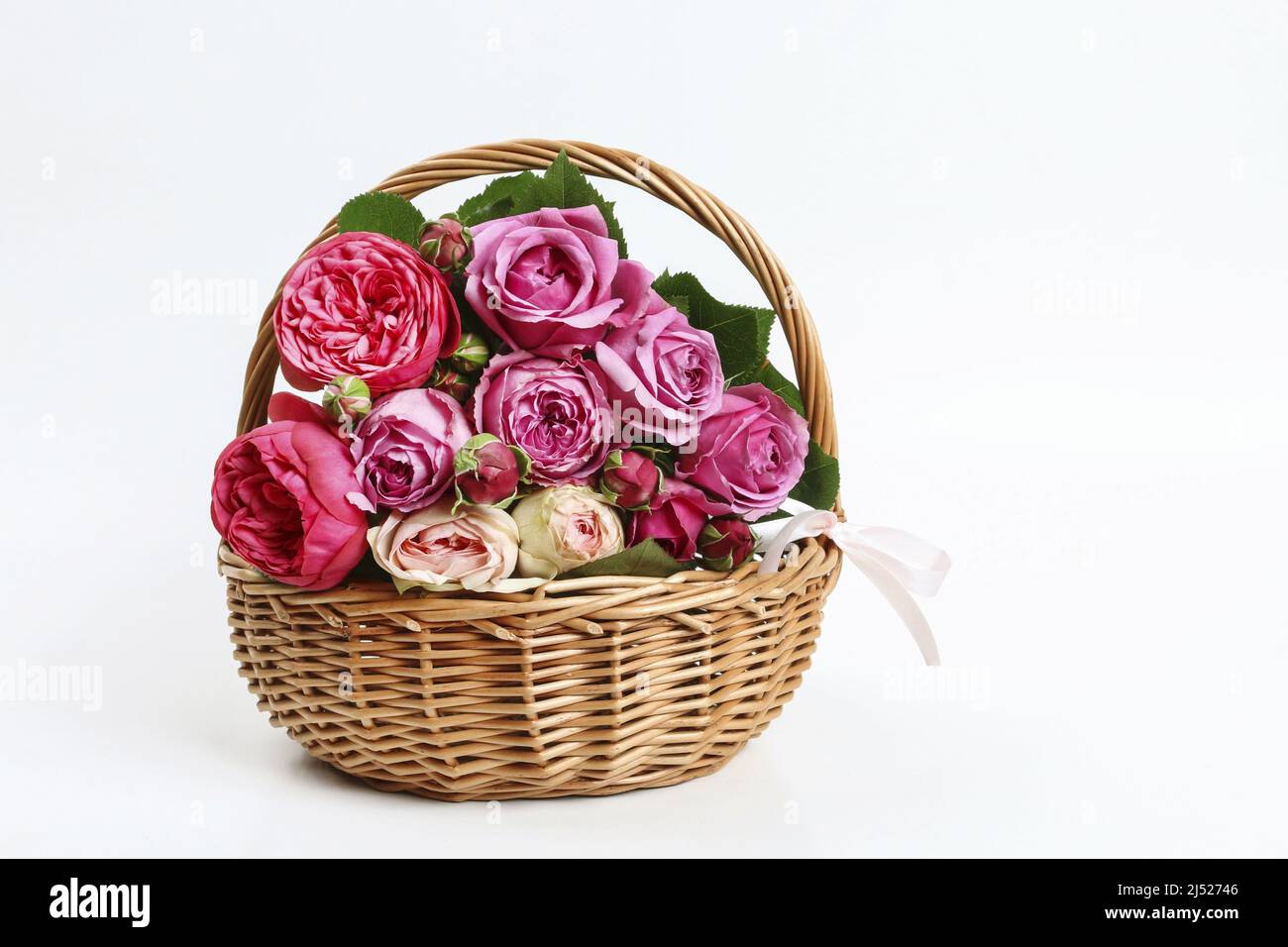 Panier avec roses de jardin roses isolées sur fond blanc. Ressources graphiques Banque D'Images