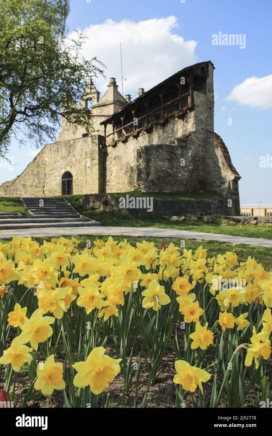 Un champ de jonquilles en face du château médiéval de Nowy Sacz, en Pologne. Banque D'Images