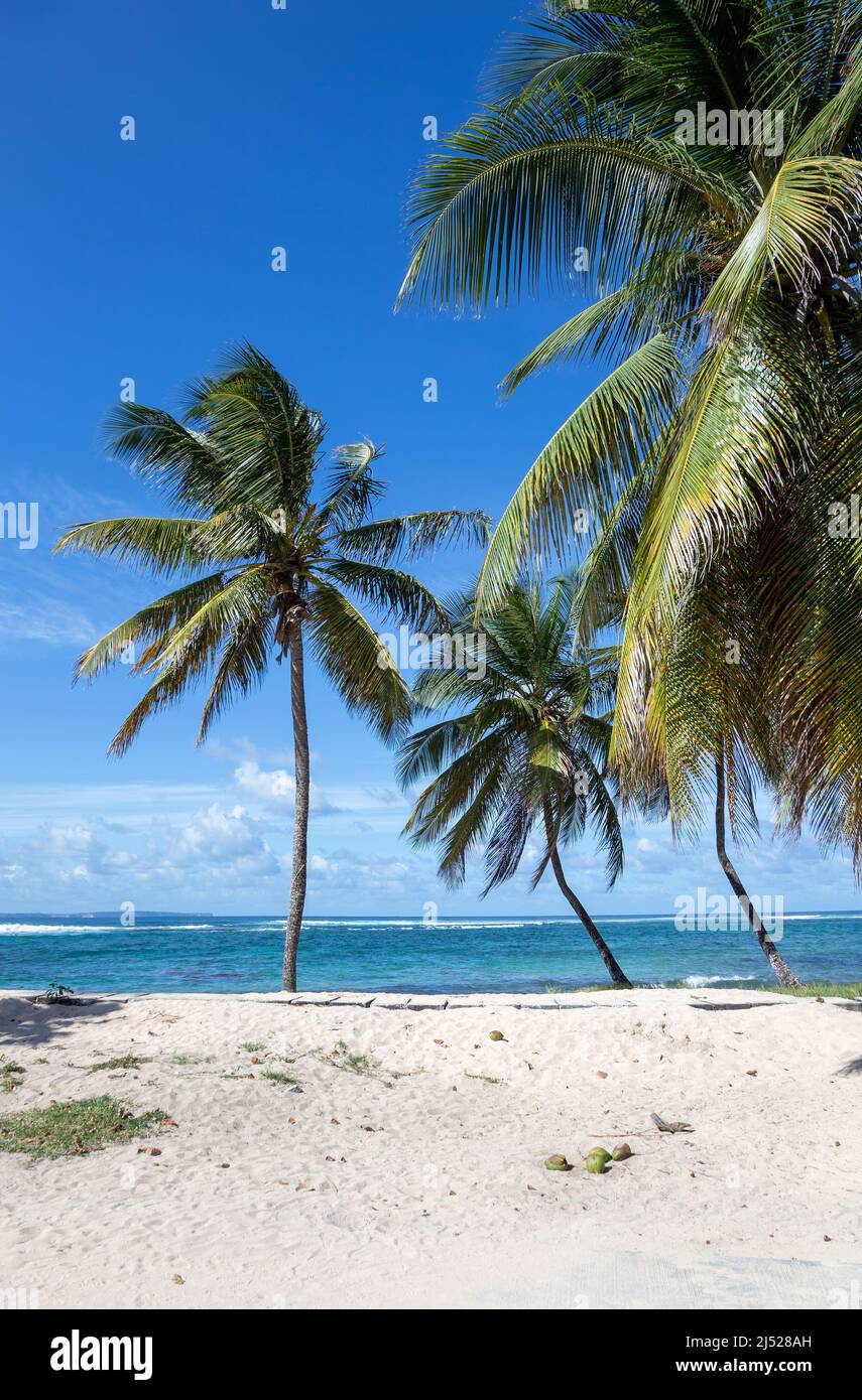 Palmiers sur la plage, Grande-Terre, Guadeloupe, Petites Antilles, Caraïbes. Banque D'Images