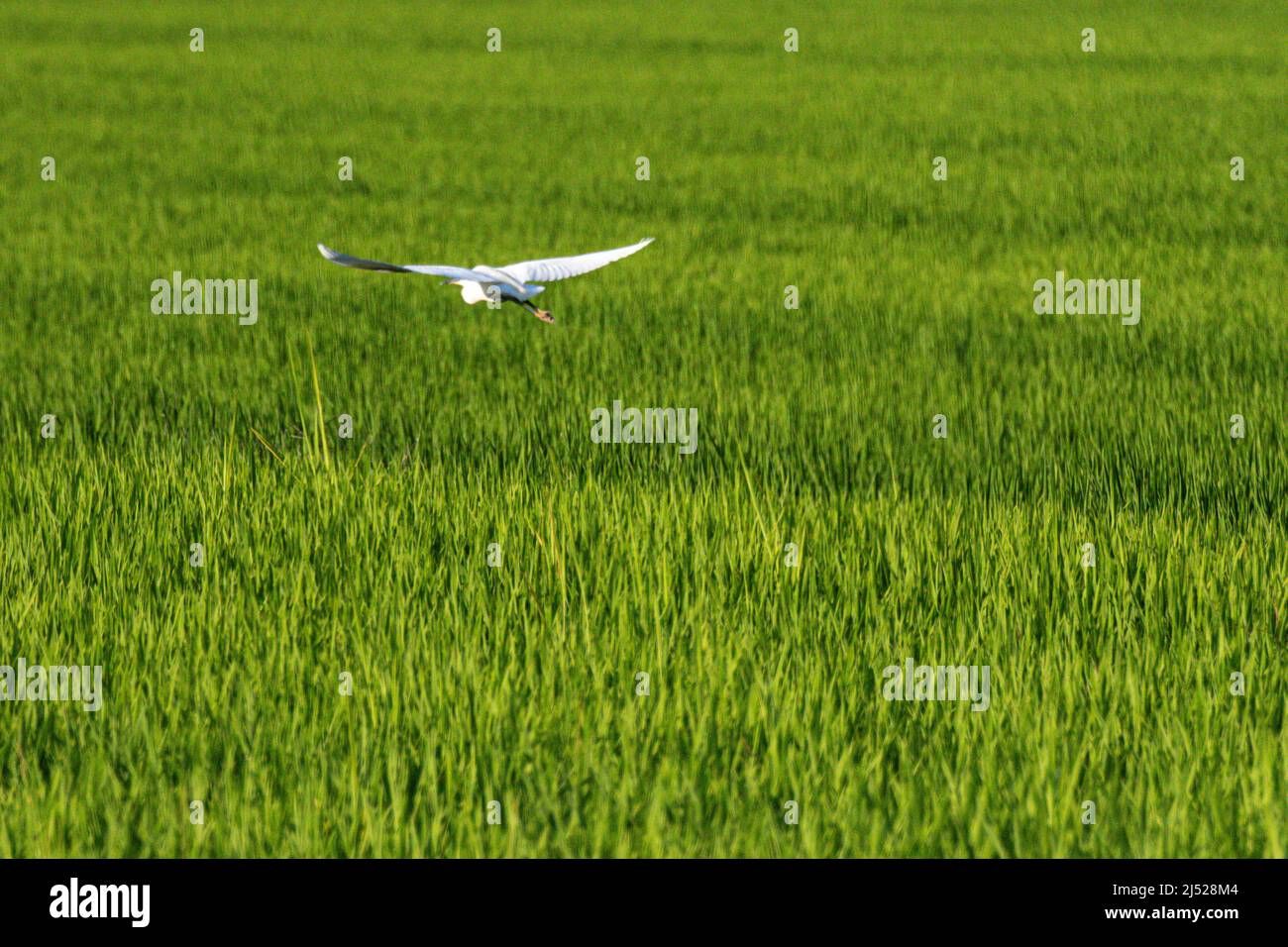 Champs de riz dans la région verceloise Banque D'Images