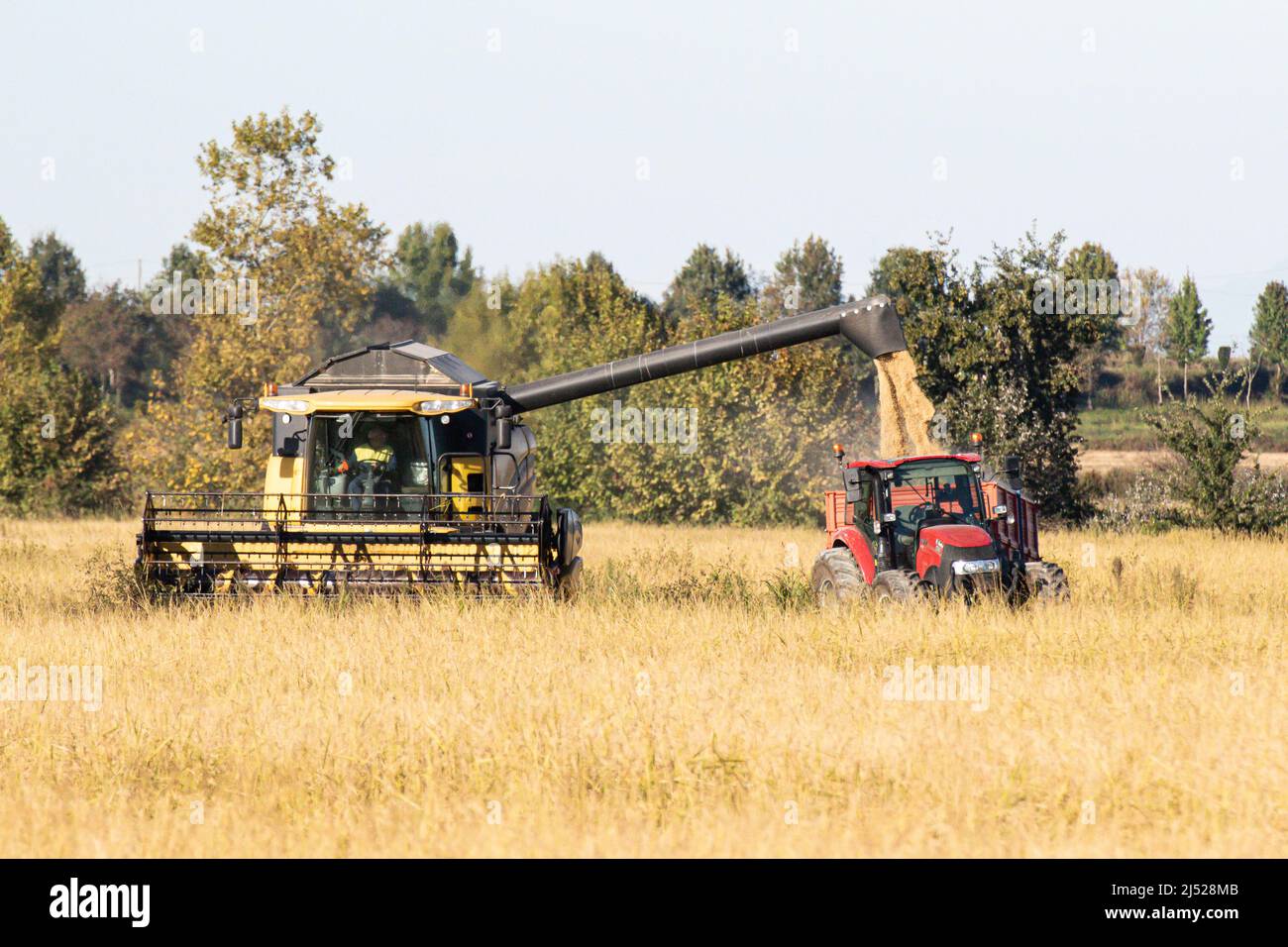 Champs de riz dans la région verceloise Banque D'Images