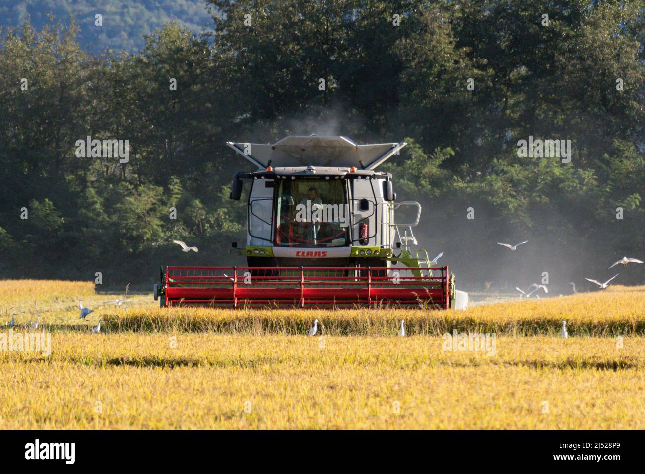 Champs de riz dans la région de Vercelese Banque D'Images