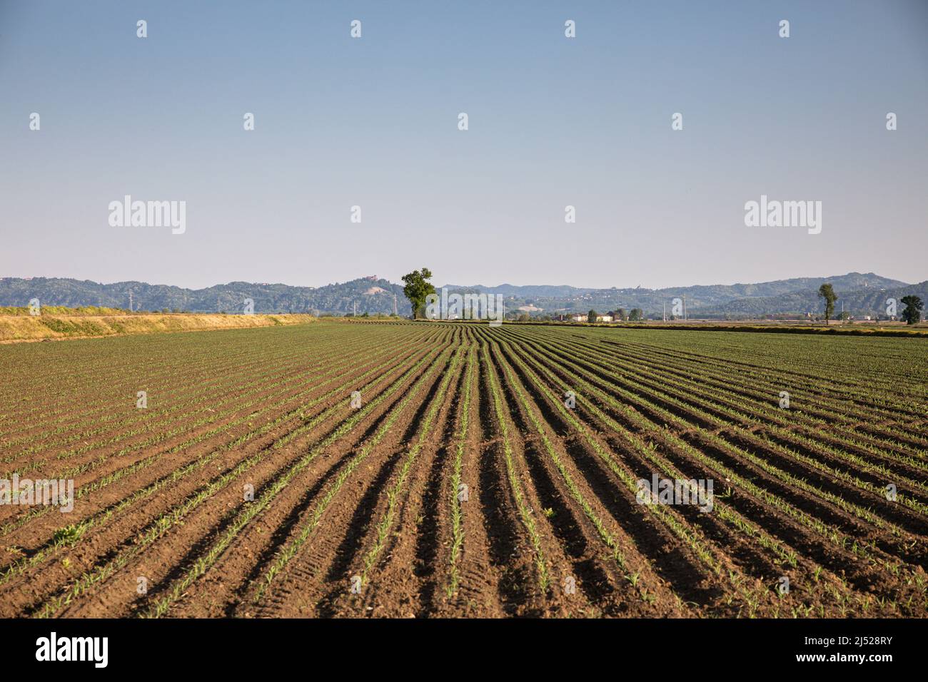 Champs de riz dans la région verceloise Banque D'Images