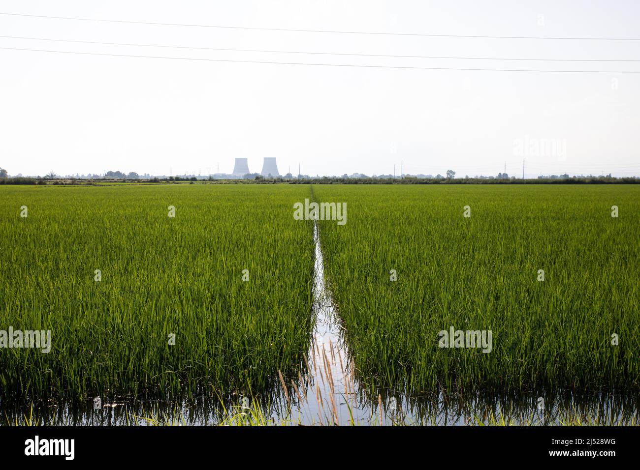 Champs de riz dans la région verceloise Banque D'Images