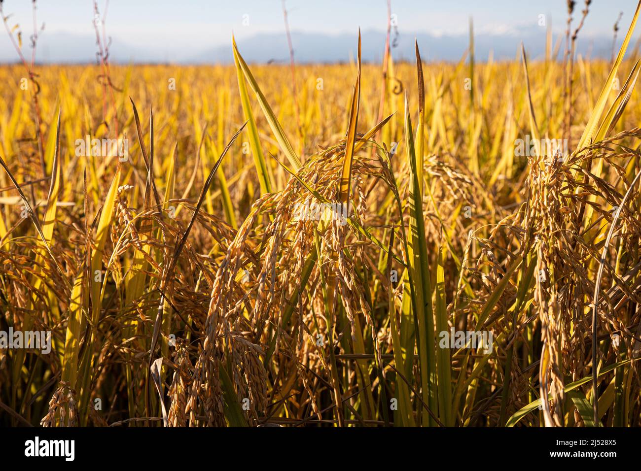 Champs de riz dans la région verceloise Banque D'Images
