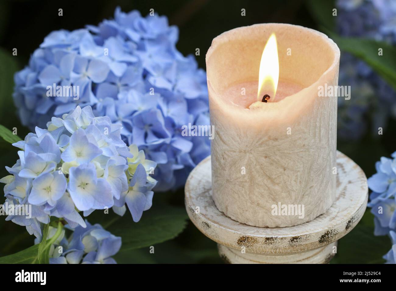 Une bougie parmi de belles fleurs bleu hortensia dans le jardin. Décoration de fête Banque D'Images
