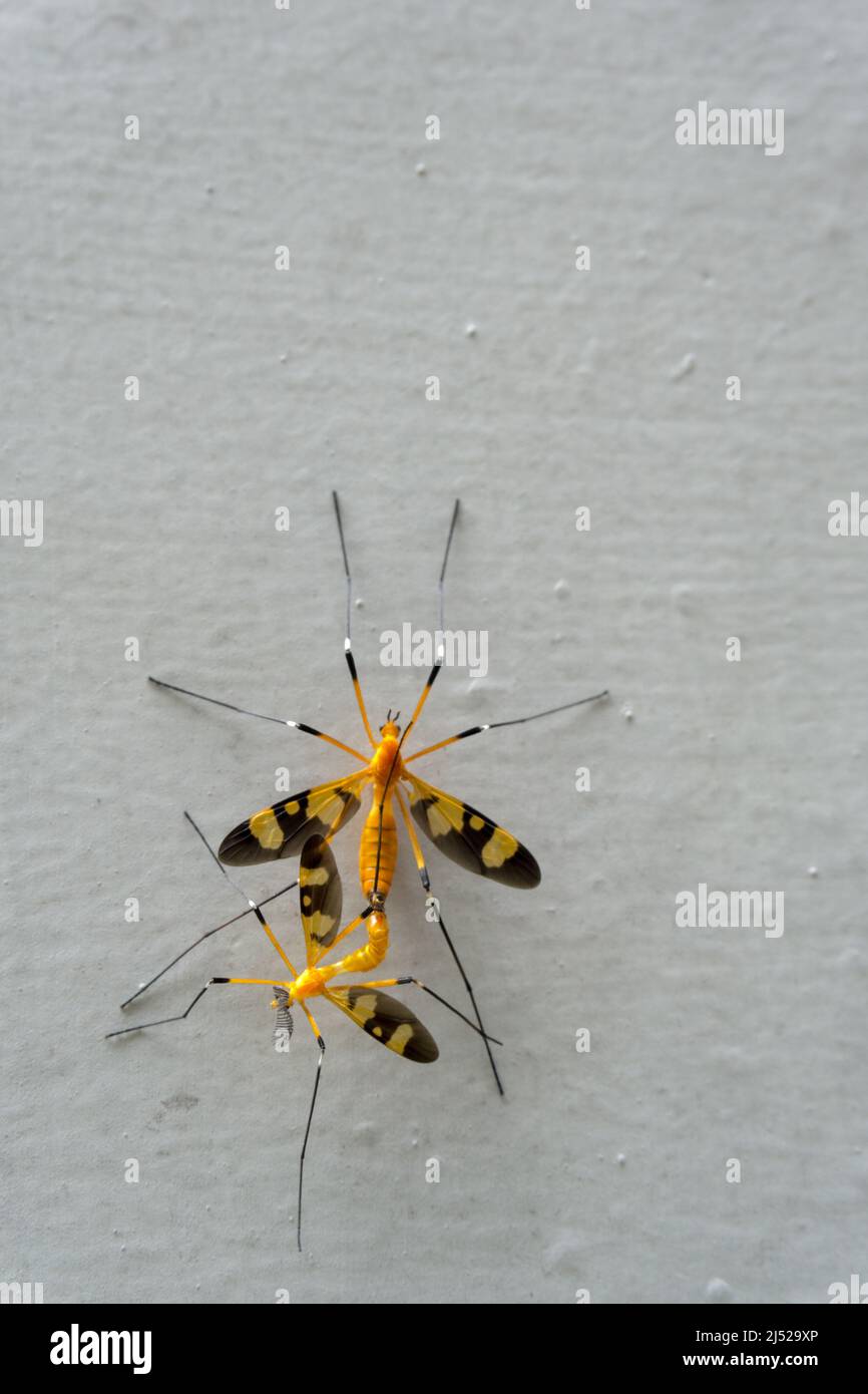 Un gros plan d'une grue jaune s'accouple sur un mur blanc. Banque D'Images