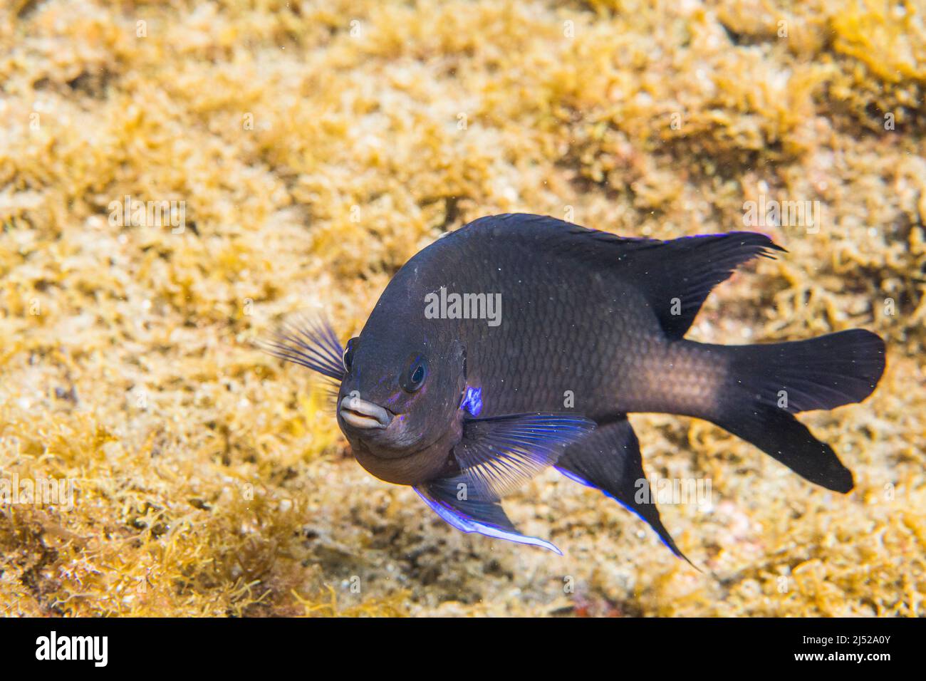 Le similiparma lurida (Similiparma lurida ou Abudefduf luridus) est une espèce de poisson marin de la famille des Pomacentridae. Banque D'Images