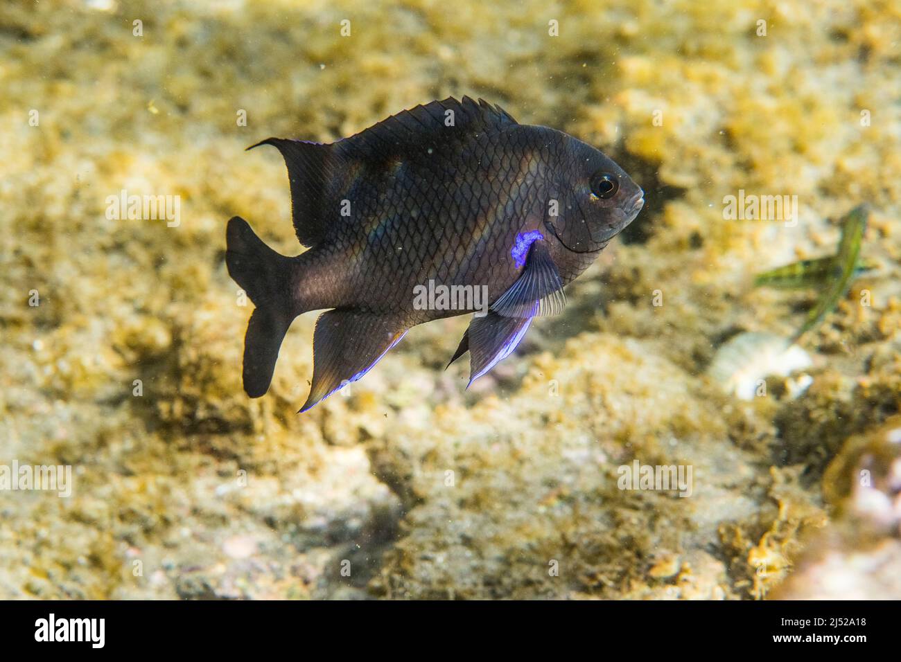 Le similiparma lurida (Similiparma lurida ou Abudefduf luridus) est une espèce de poisson marin de la famille des Pomacentridae. Banque D'Images