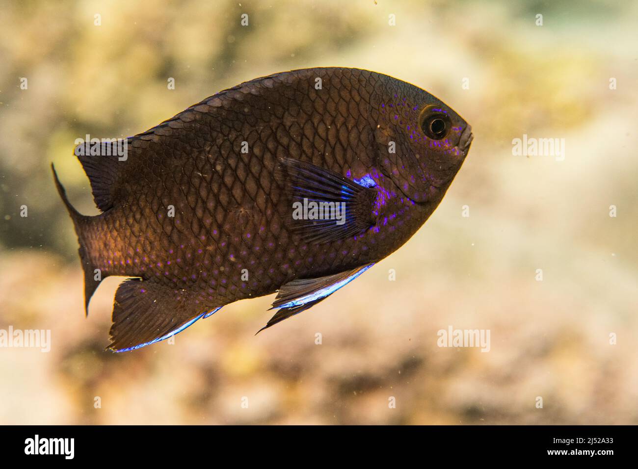 Le similiparma lurida (Similiparma lurida ou Abudefduf luridus) est une espèce de poisson marin de la famille des Pomacentridae. Banque D'Images