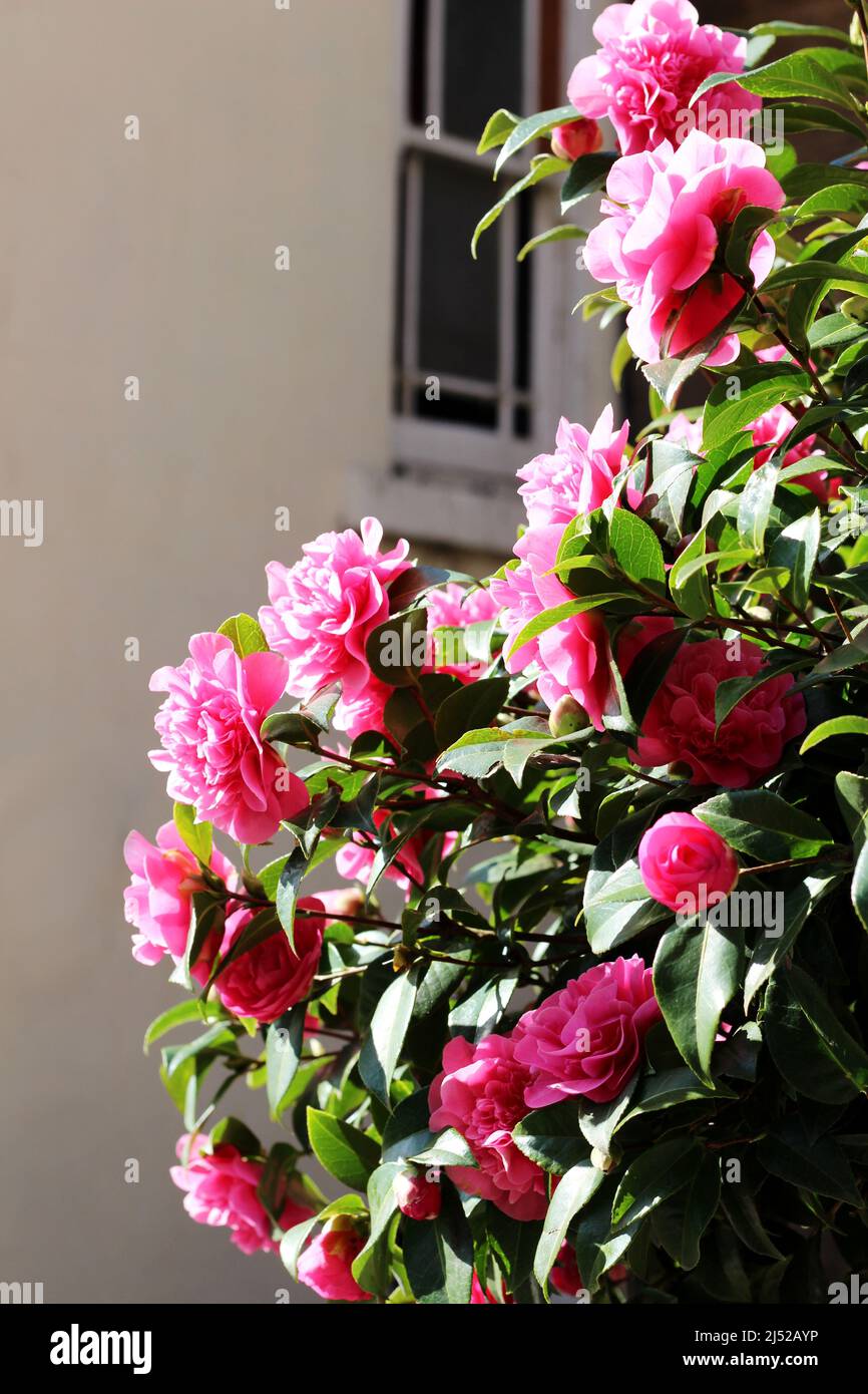Fleurs de camélia roses en pleine floraison, Yorkshire, Royaume-Uni Banque D'Images