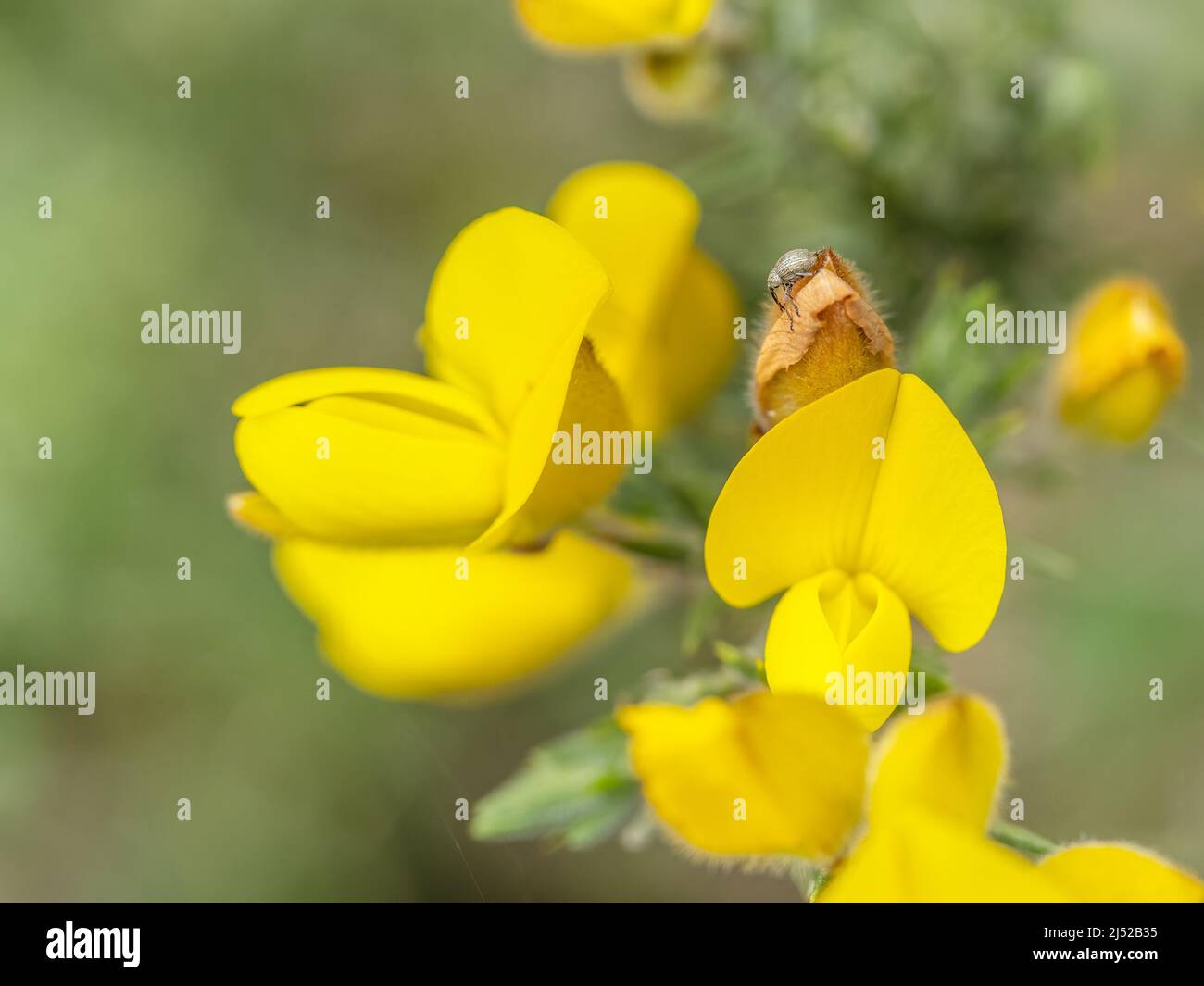 Petit mal de Gorse, Exapion ulicis, sur la gorge. Banque D'Images