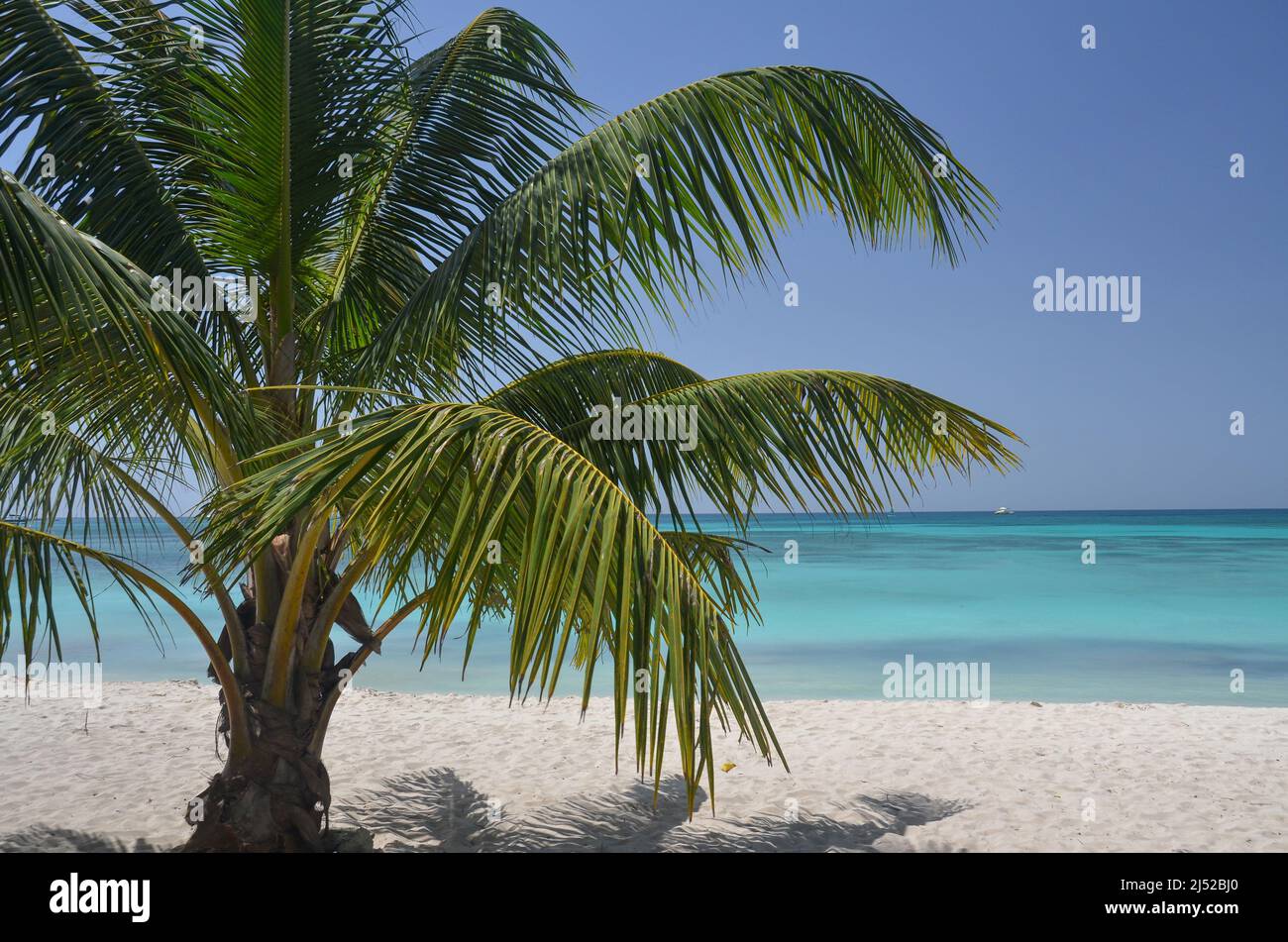 Palmiers à noix de coco dans la plage tropicale des Caraïbes Banque D'Images