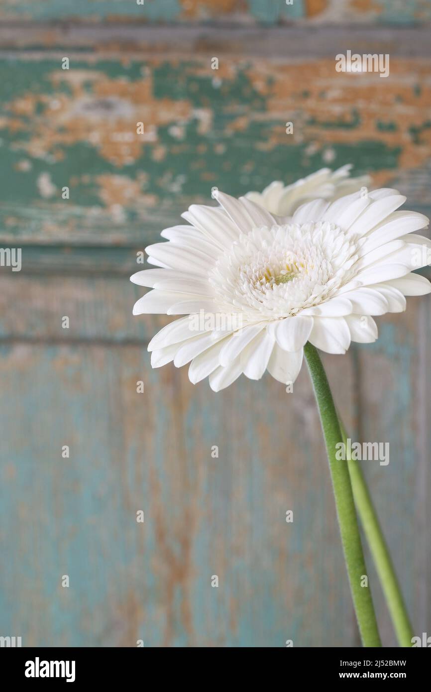Fleur gerbera blanche sur fond de bois vert. Décoration d'intérieur Banque D'Images