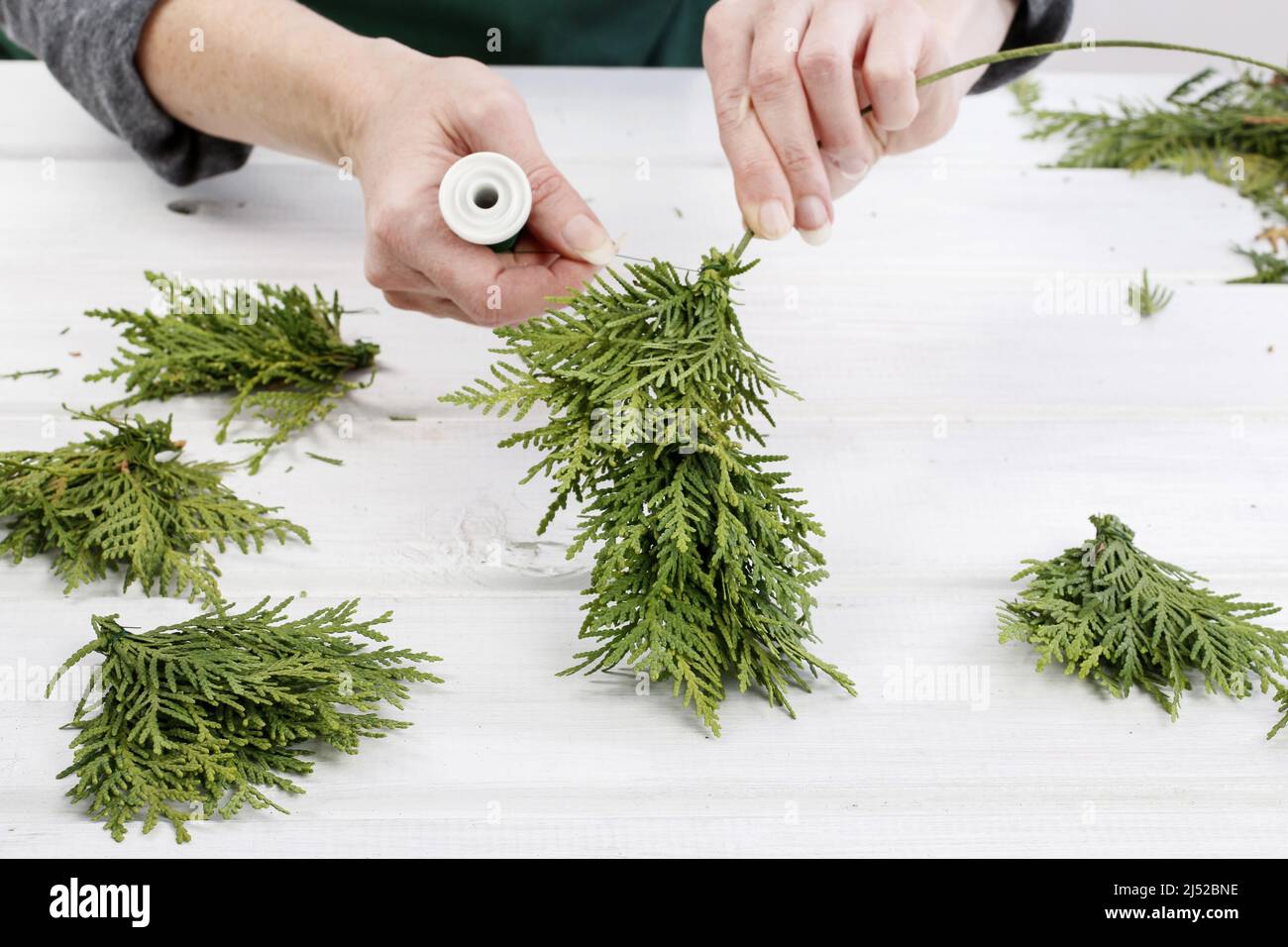 Fleuriste au travail: Comment faire des couronnes de porte de noël traditionnelles avec des brindilles de thuja. Étape par étape, tutoriel. Banque D'Images