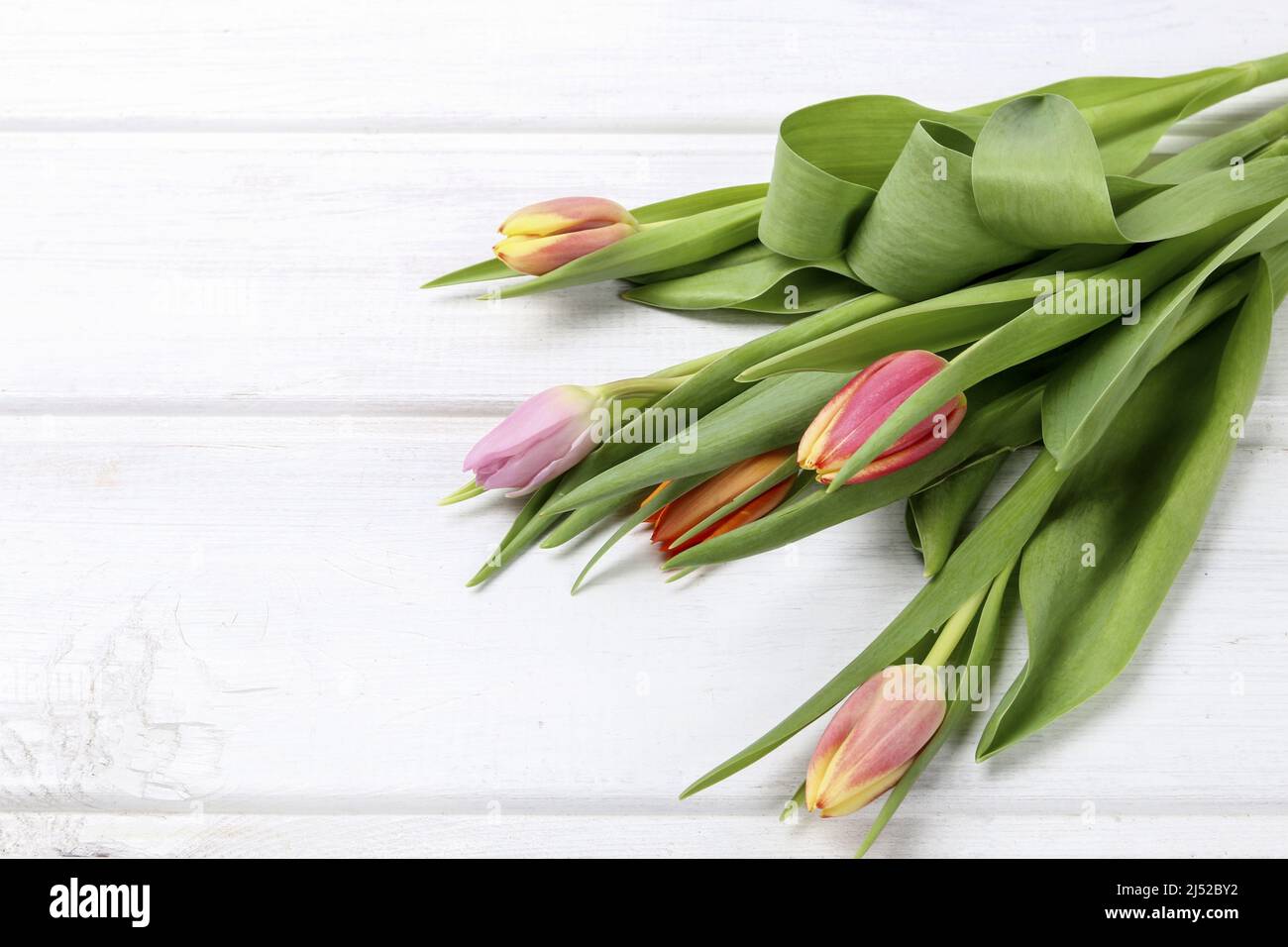Tulipes colorées sur panneau en bois. Ressources graphiques Banque D'Images