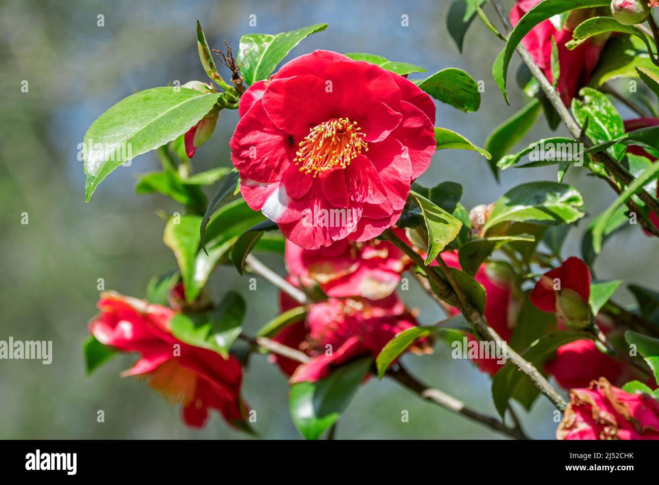 Les fleurs rouges de Camellia japonica L. Alexander Hunter fleurissent dans le jardin au printemps Banque D'Images