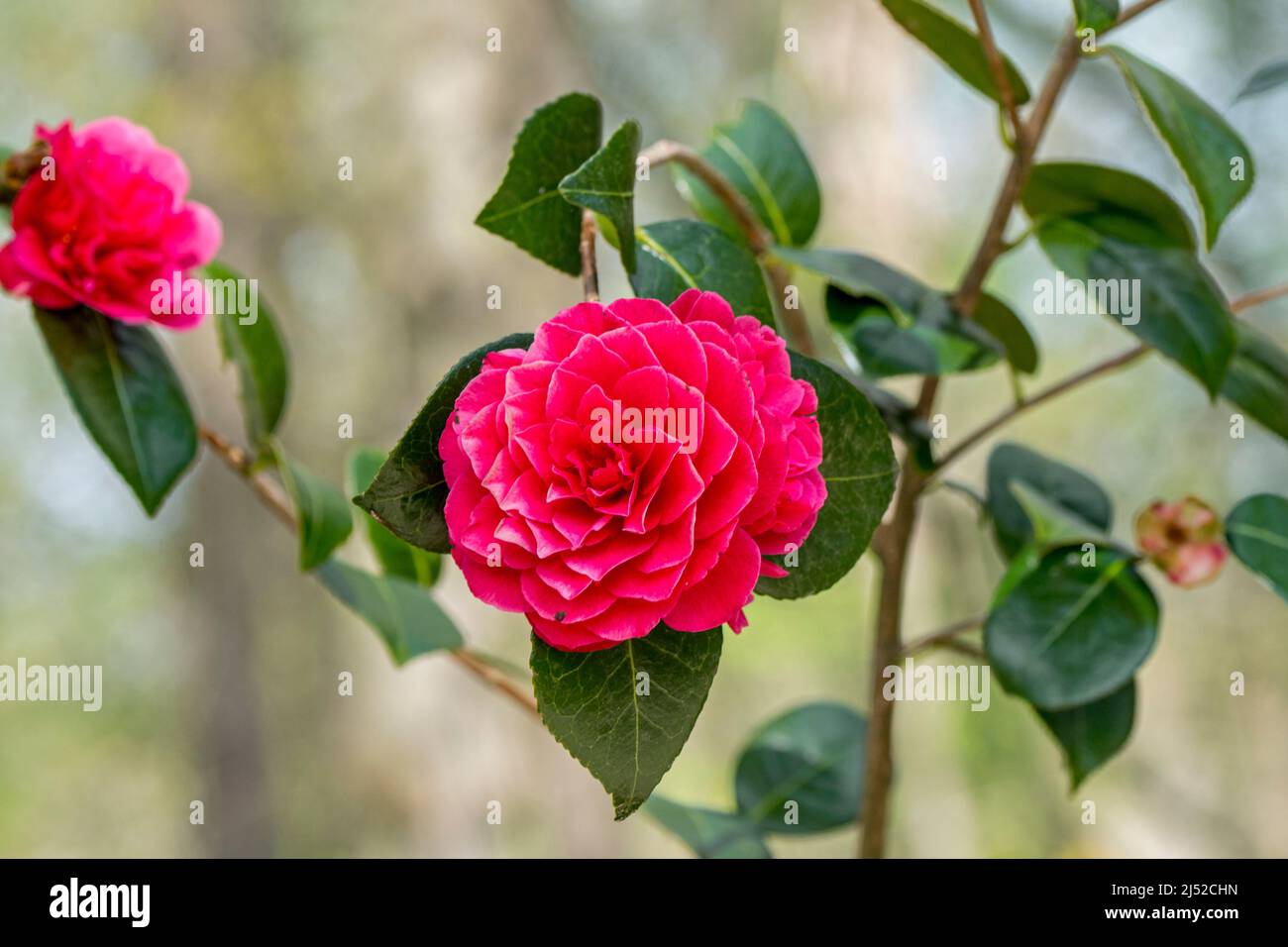 Fleurs rouges de Camellia japonica souvenir de Hubert Thoby fleurissent dans le jardin au printemps Banque D'Images