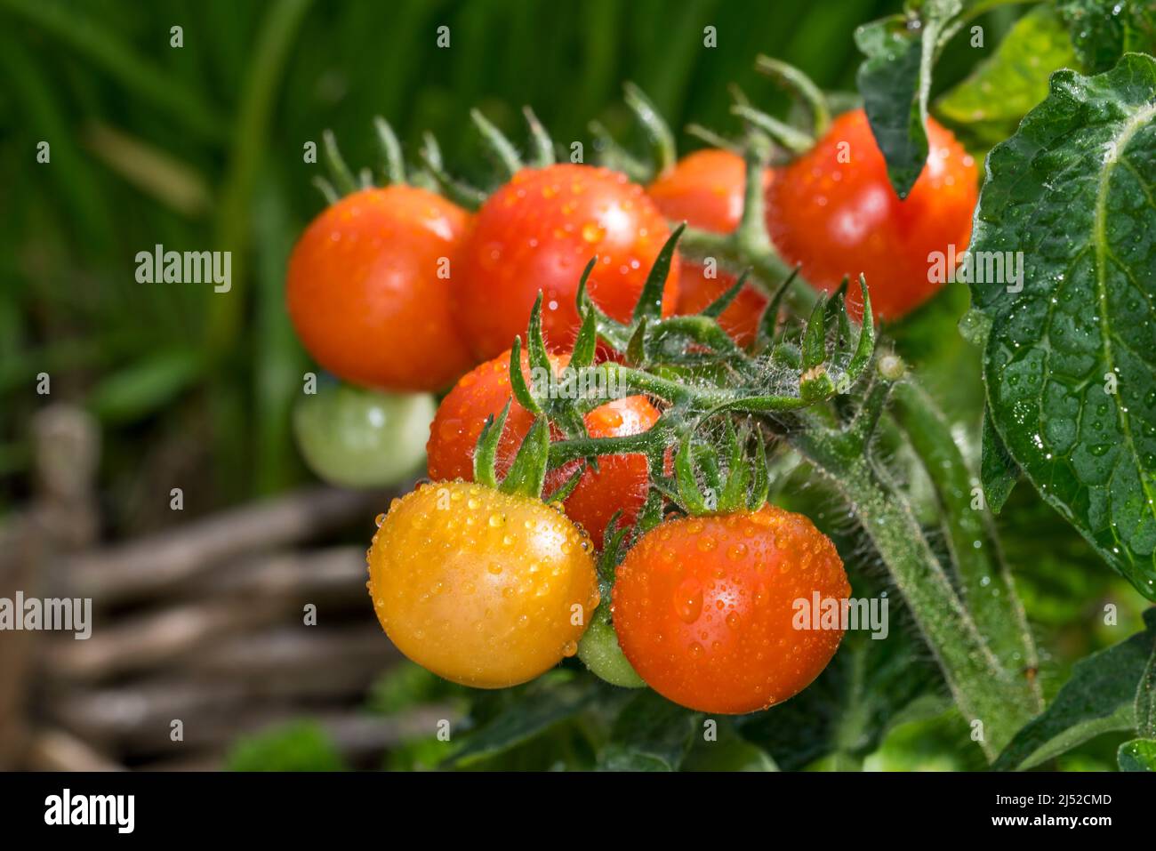 Gros plan de tomates cerises mûres et non mûres dans le potager / potager Banque D'Images