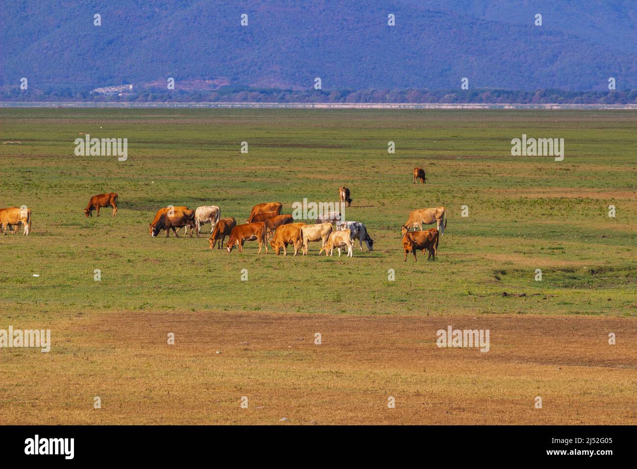 Vaches dans la région du lac de Kerkini, Grèce Banque D'Images