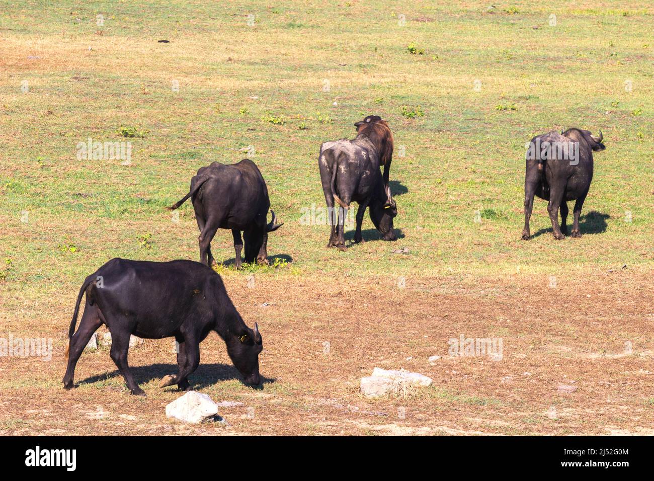Buffles dans la région du lac de Kerkini, Grèce Banque D'Images