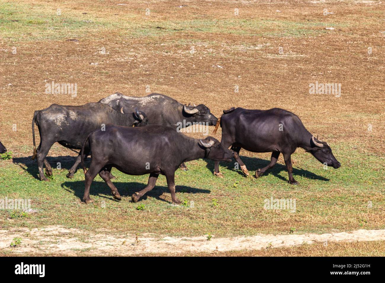 Buffles dans la région du lac de Kerkini, Grèce Banque D'Images