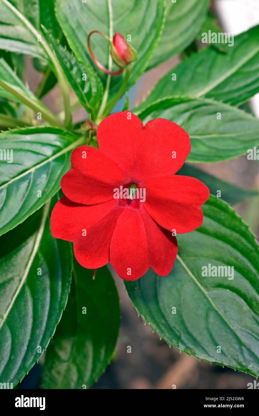 Fleurs d'impatiens rouges de la Nouvelle-Guinée (Impatiens hawkeri) Banque D'Images