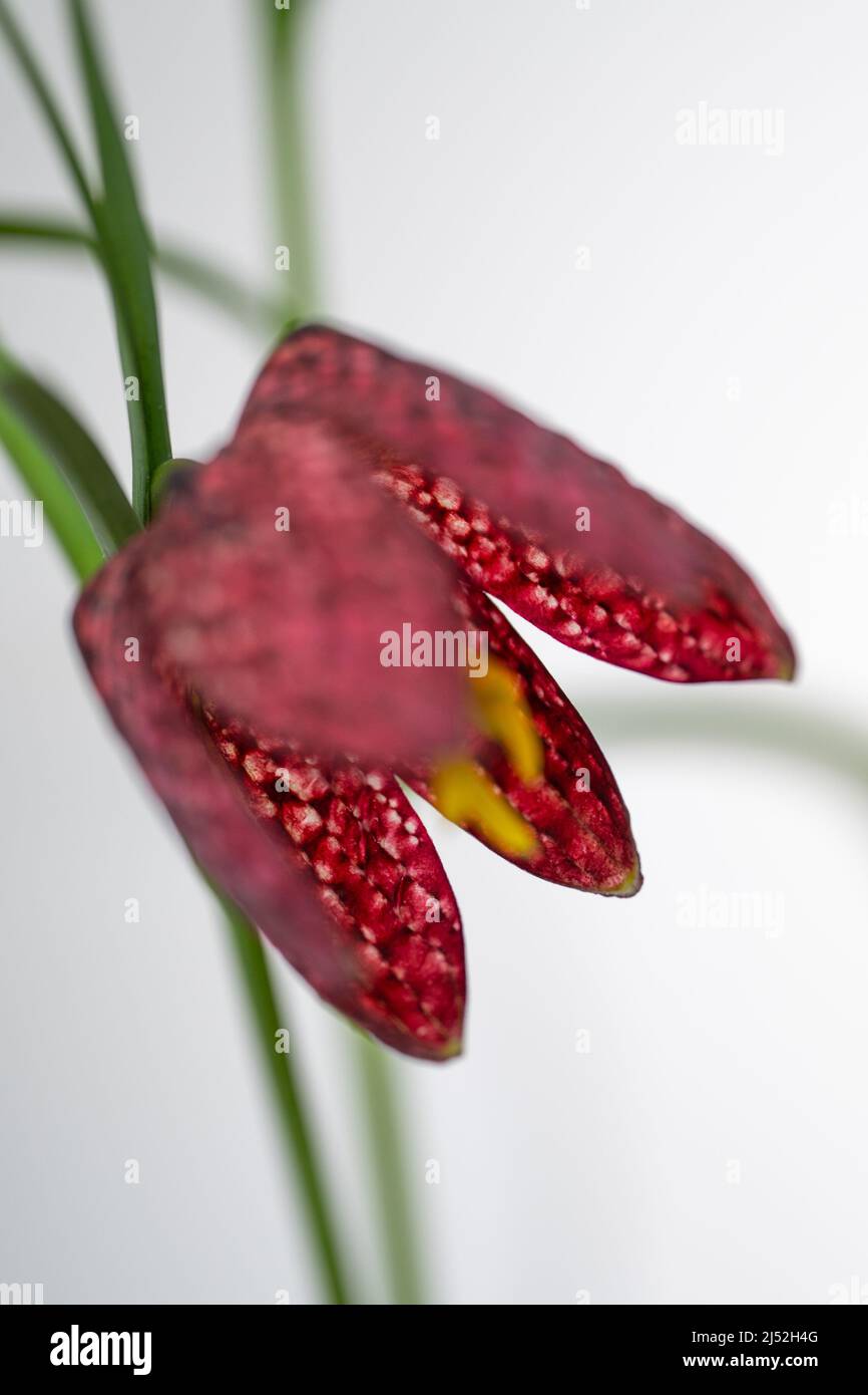 Tête de serpents Fritlaria (Fritilaria meleagris) fleur de printemps à damier sur fond blanc Banque D'Images