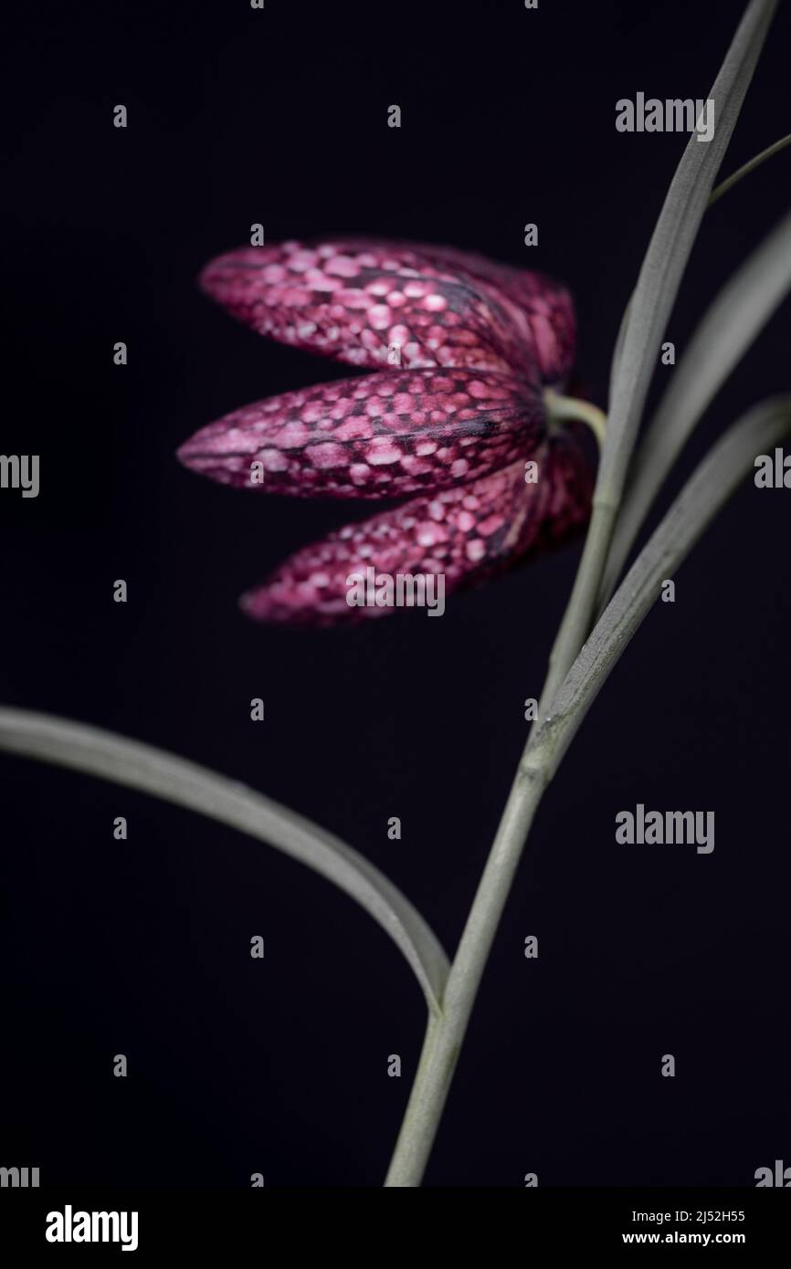 Tête de serpents Fritlaria (Fritilaria meleagris) fleur de printemps à damier sur fond noir/foncé Banque D'Images