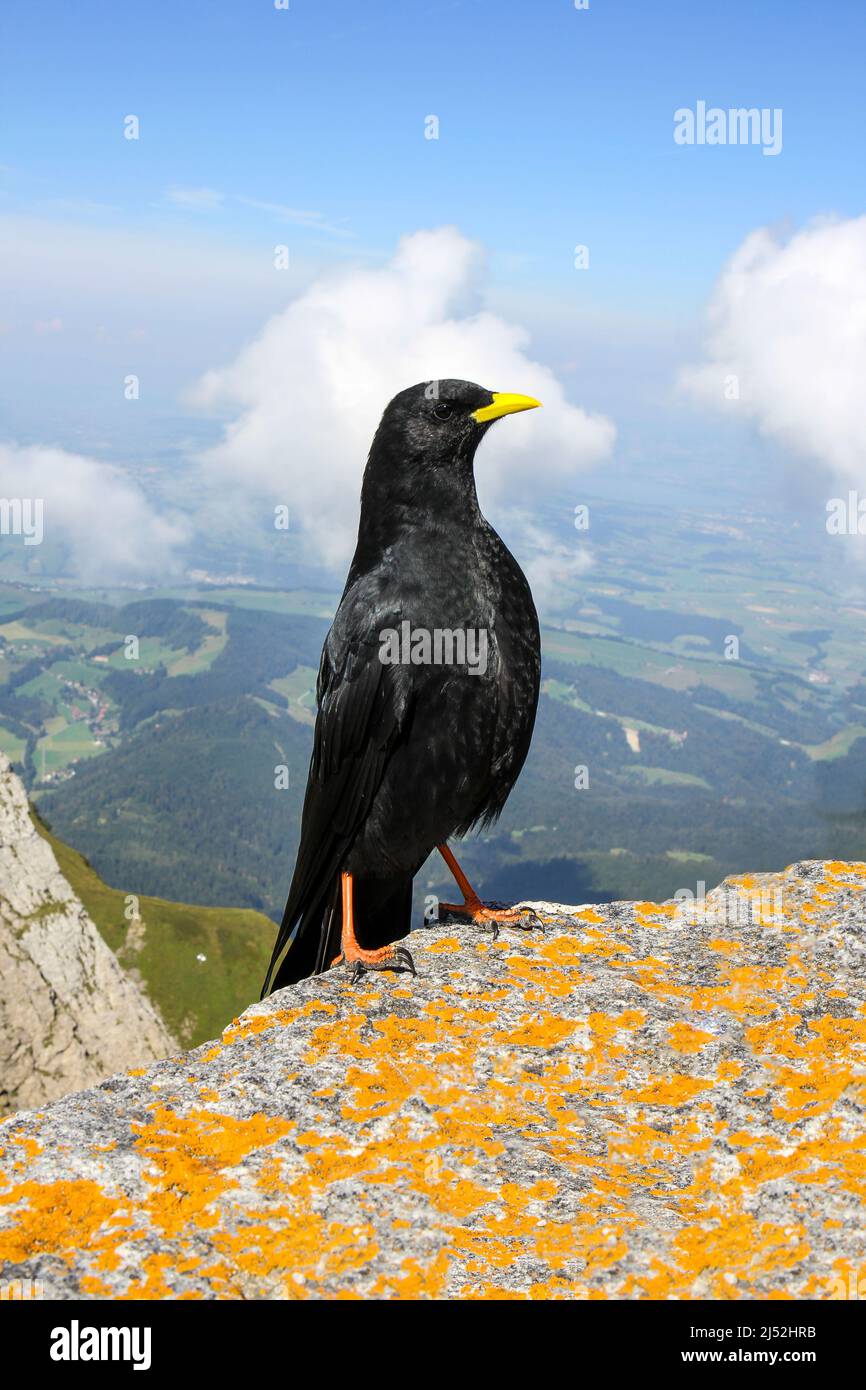 Mouette alpine (Pyrrhocorax gruculus) oiseau debout sur les Alpes Pilatus, Suisse Banque D'Images