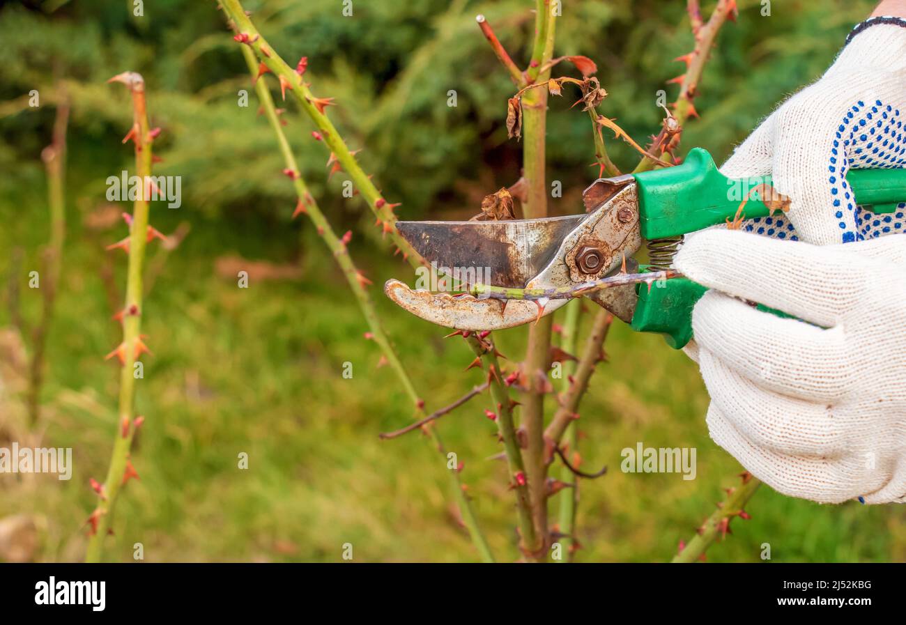 Élagage des rosiers au printemps. Travaux de jardin. Sécateur entre les mains d'un jardinier. Banque D'Images