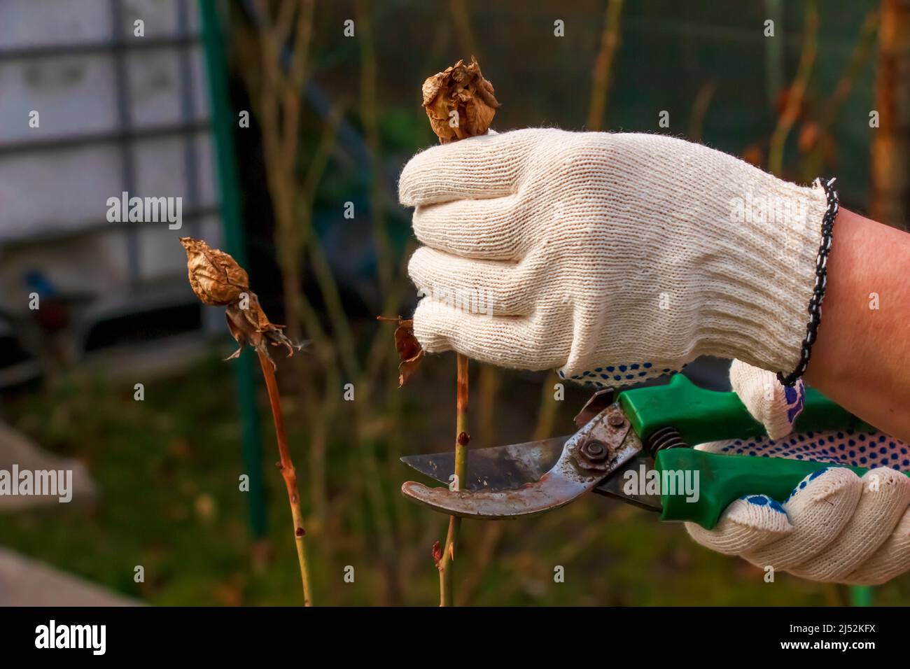 Élagage des rosiers au printemps. Travaux de jardin. Sécateur entre les mains d'un jardinier. Banque D'Images