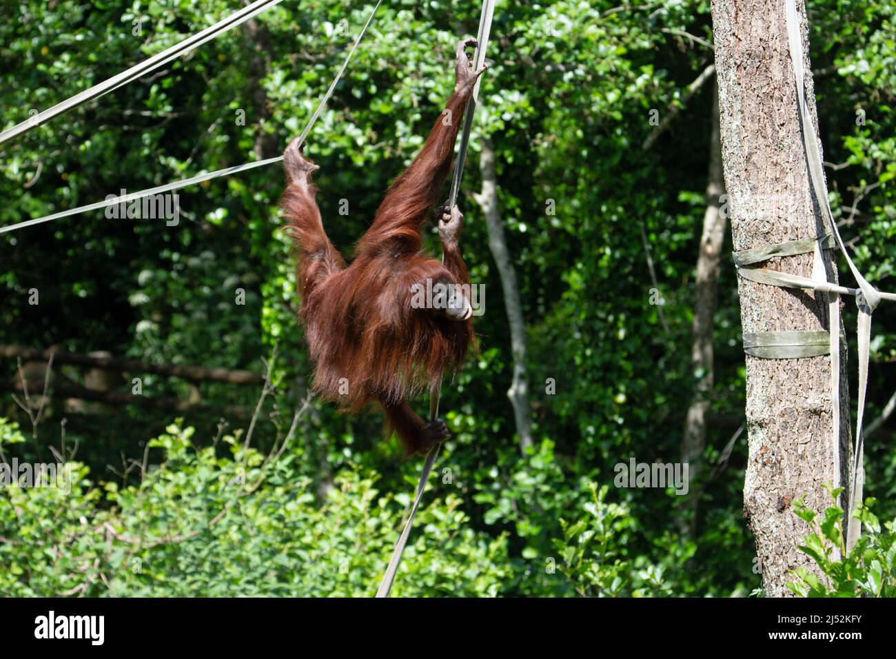 Un jeune orangutan de Bornean (Pongo pygmaeus) suspendu par ses pieds d'un pont de corde avec un fond vert naturel Banque D'Images