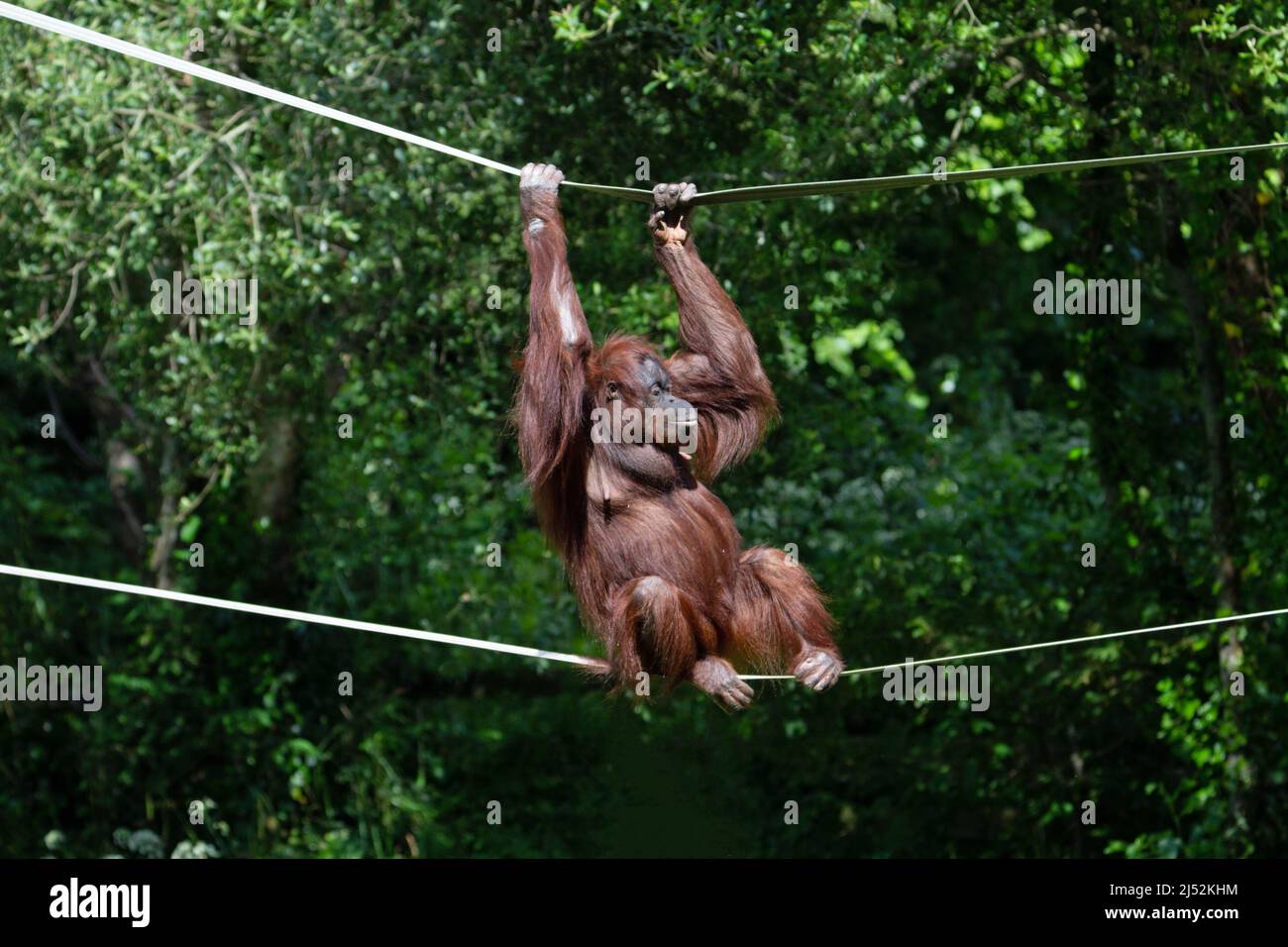 Un jeune orangutan de Bornean (Pongo pygmaeus) reposant entre les arbres sur un pont de corde avec un fond vert naturel Banque D'Images