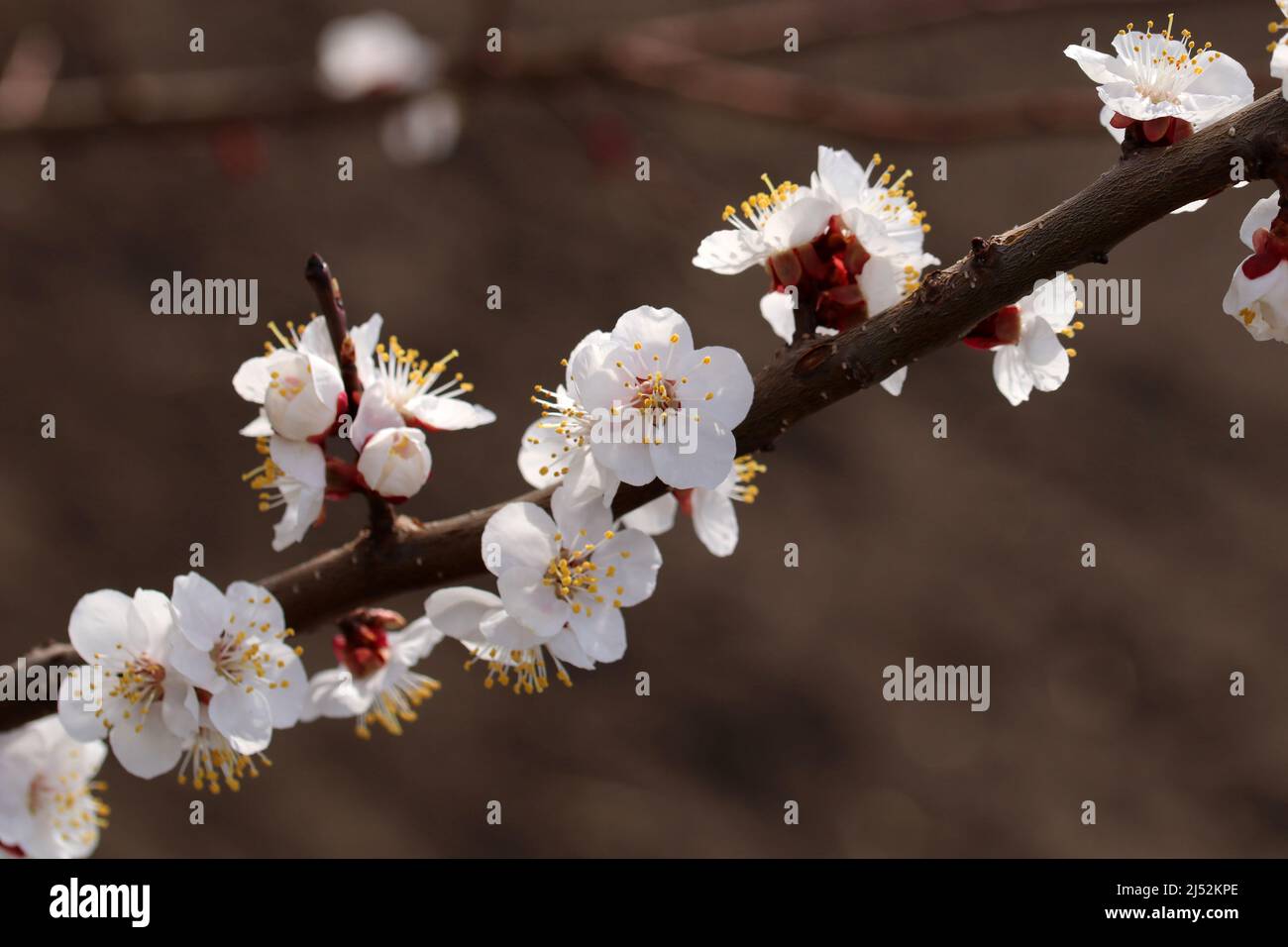 Abricot en fleurs. Fleurs sur la branche de l'abricot sur fond flou. Banque D'Images