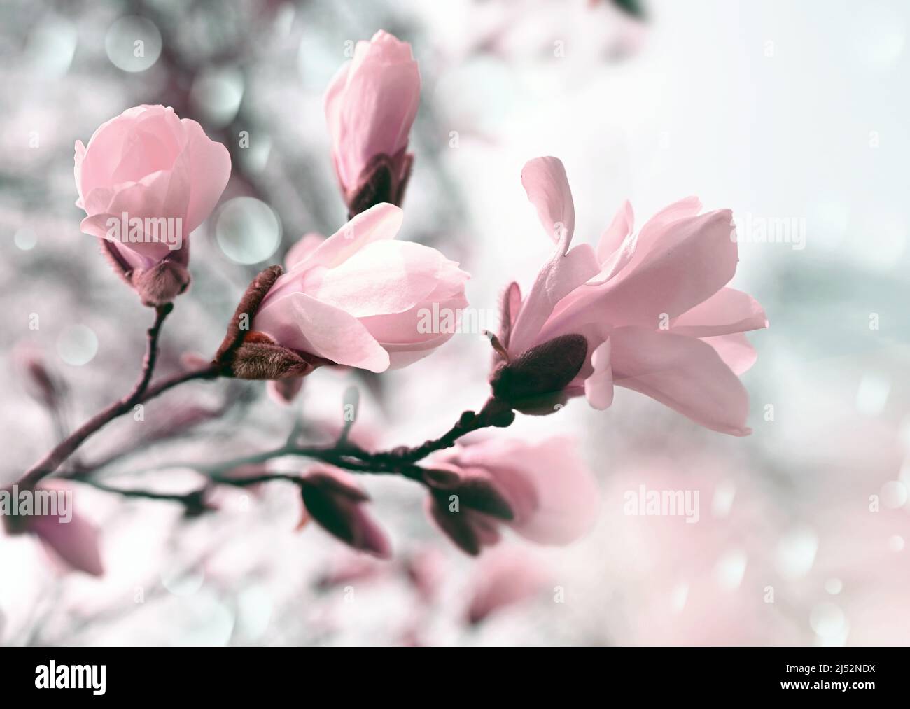 Branche magnolia rose fleur arbre fleurs dans la lumière douce. Jour de printemps ensoleillé dans le jardin. Heure de printemps. Fond floral naturel. Jardin botanique Banque D'Images