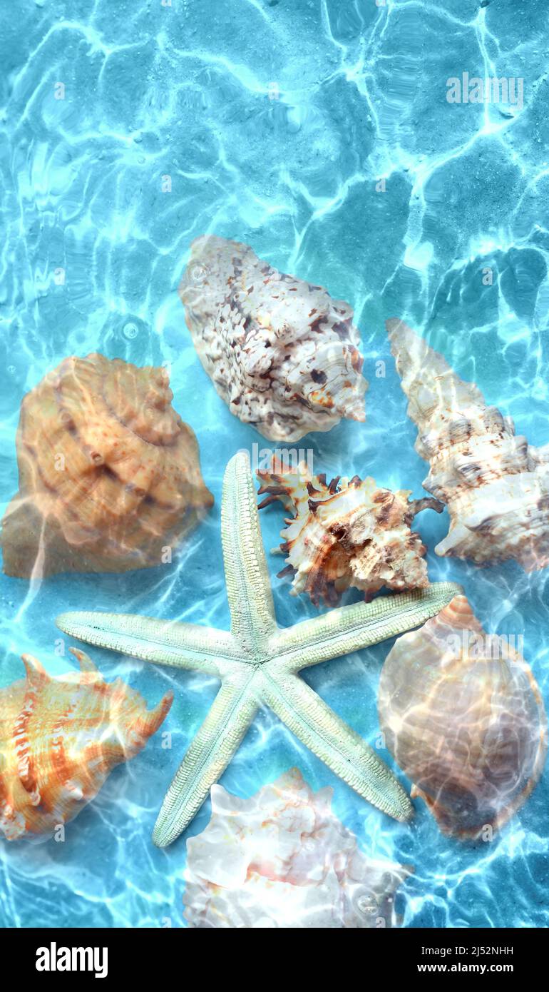 Les étoiles de mer et coquillage sur la plage d'été dans l'eau de mer. Arrière-plan de l'été. L'heure d'été. Banque D'Images