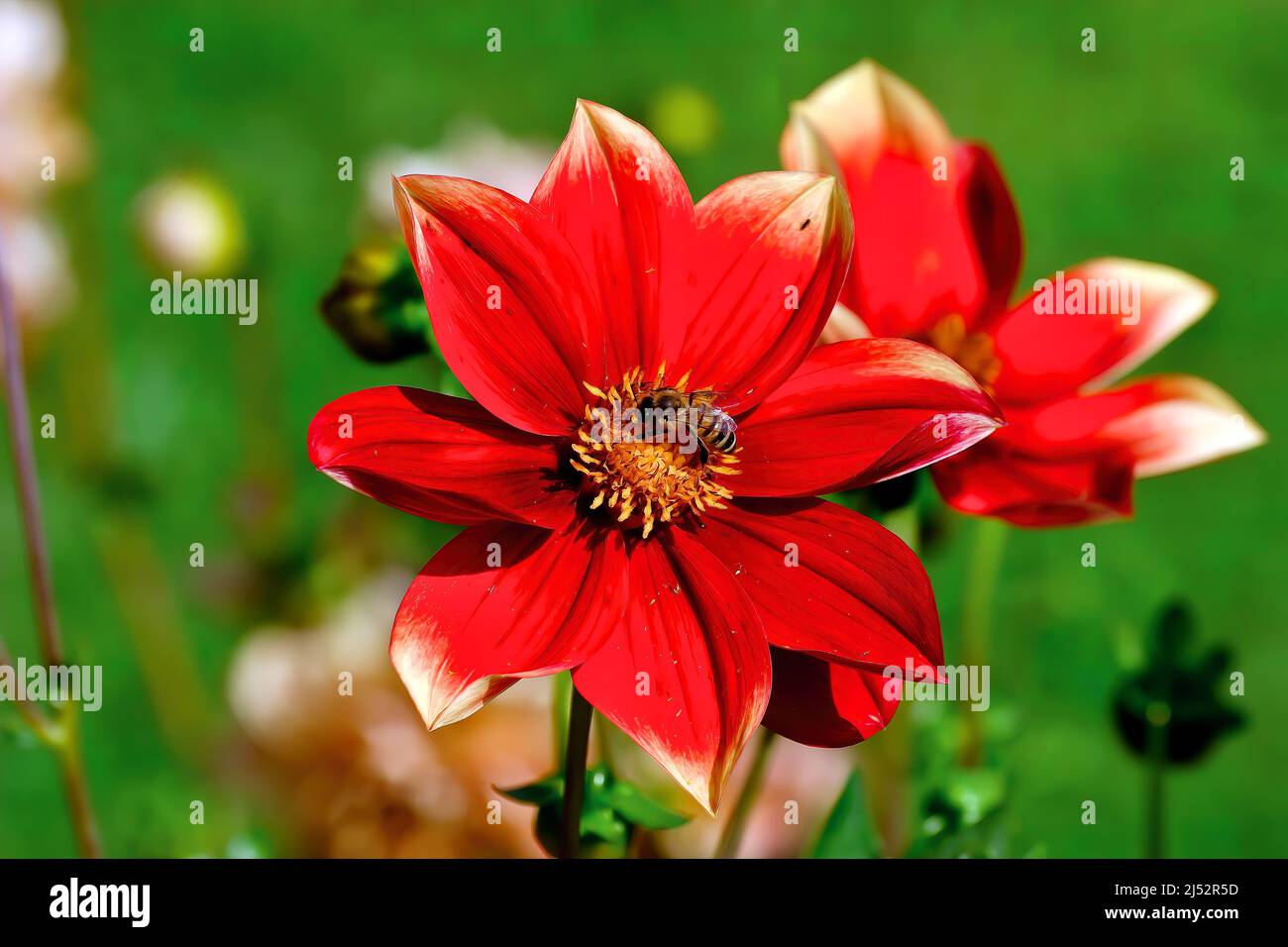 Fleur rouge et blanche des dahlia nommée Corona aussi Korona, Asteraceae, à la fin de l'été et à l'automne avec une abeille Banque D'Images