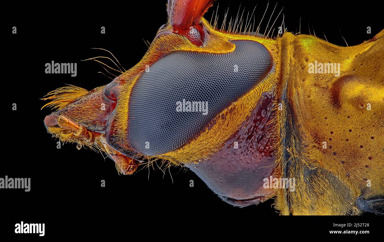 Gros plan extrême de l'œil d'un coléoptère Banque D'Images