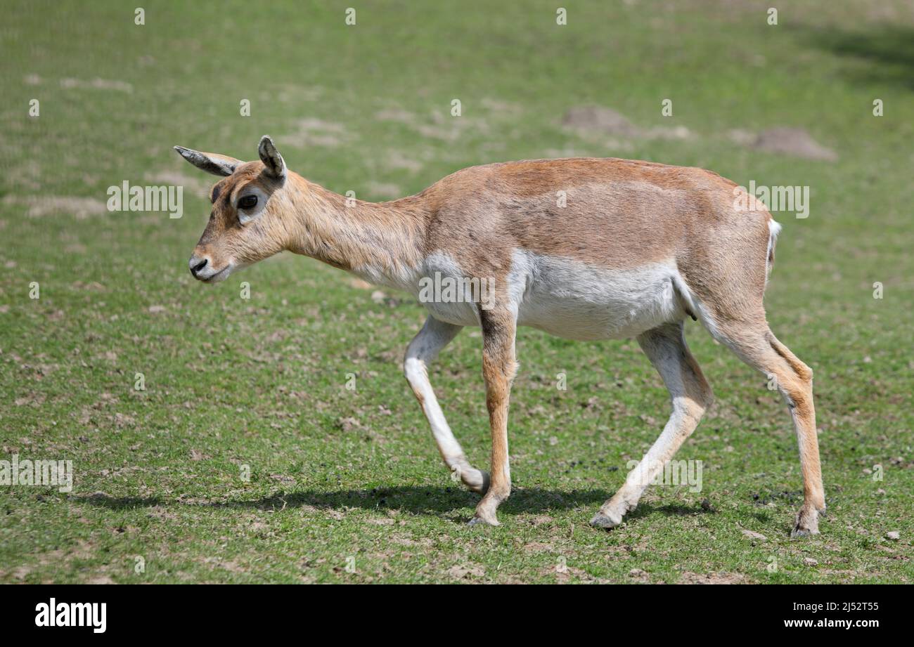 Le blackbuck femelle - Antilope cervicapra - également connu sous le nom d'antilope indienne, est un antilope originaire de l'Inde et du Népal, vu de profil Banque D'Images