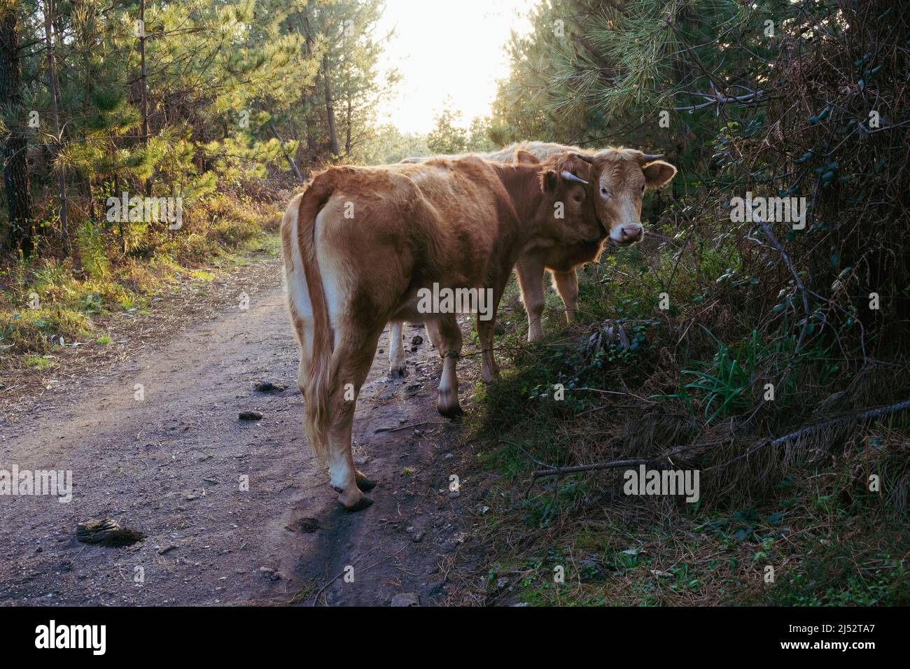 Deux veaux debout sur une route forestière, Espagne Banque D'Images